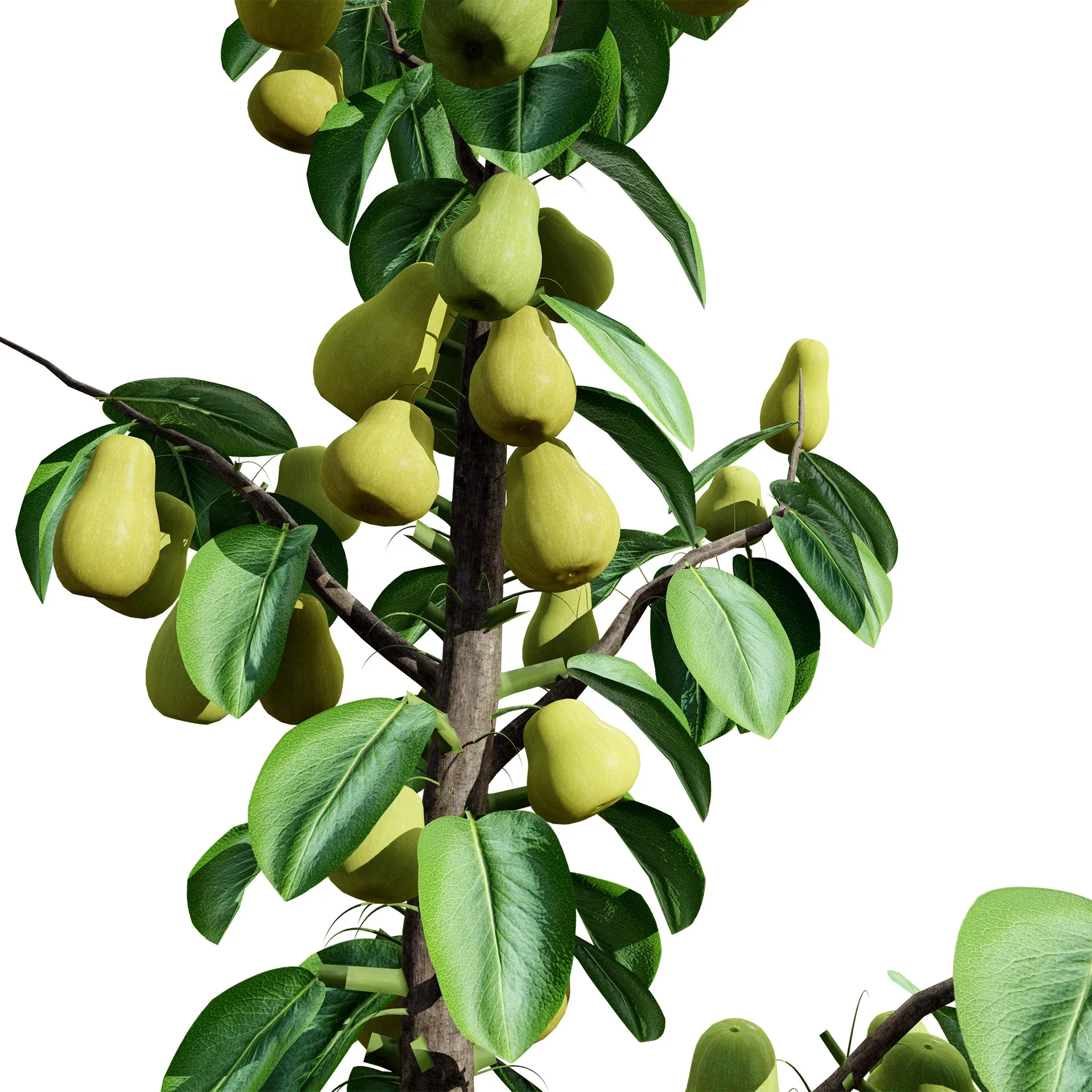 Columnar Fruit Trees