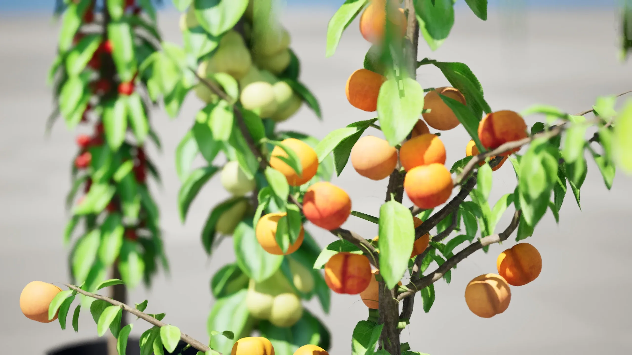 Columnar Fruit Trees