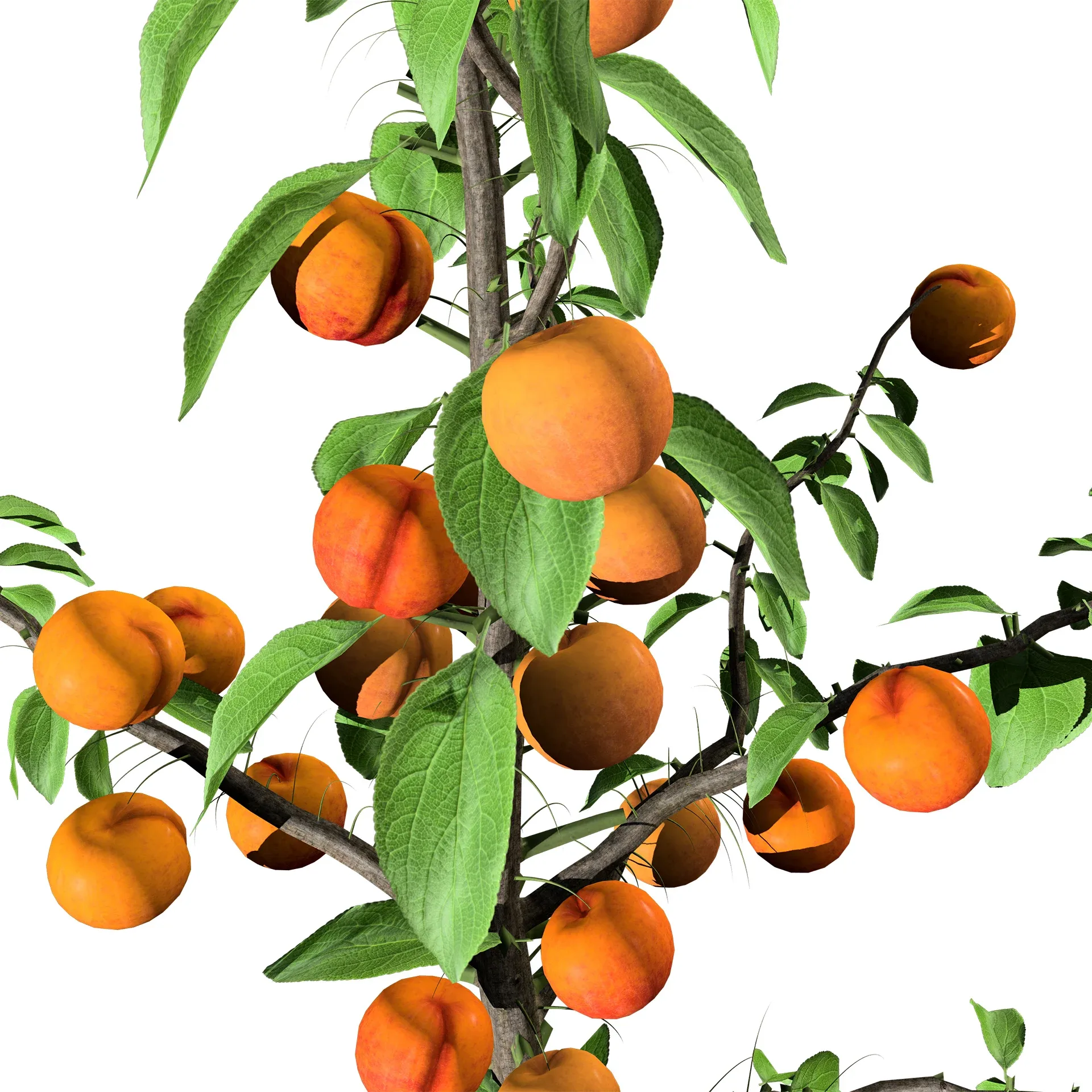 Columnar Fruit Trees