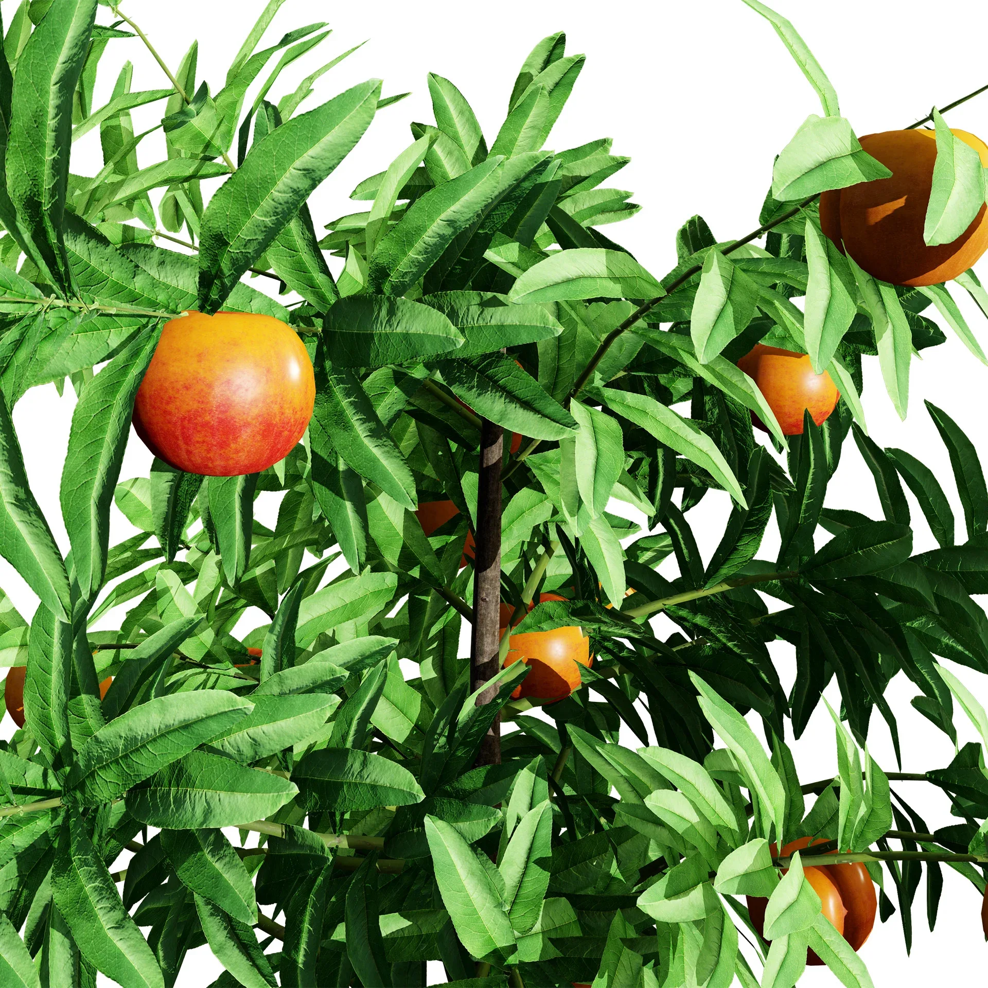 Columnar Fruit Trees