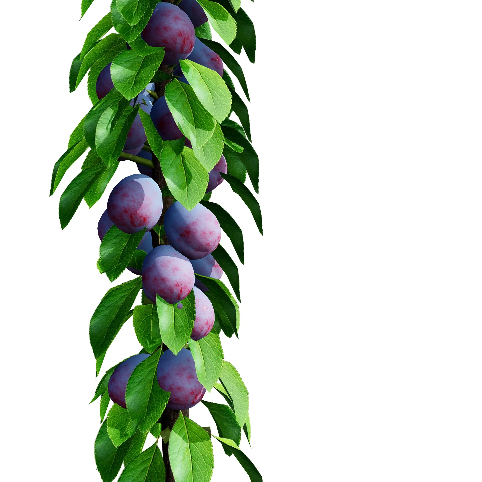 Columnar Fruit Trees