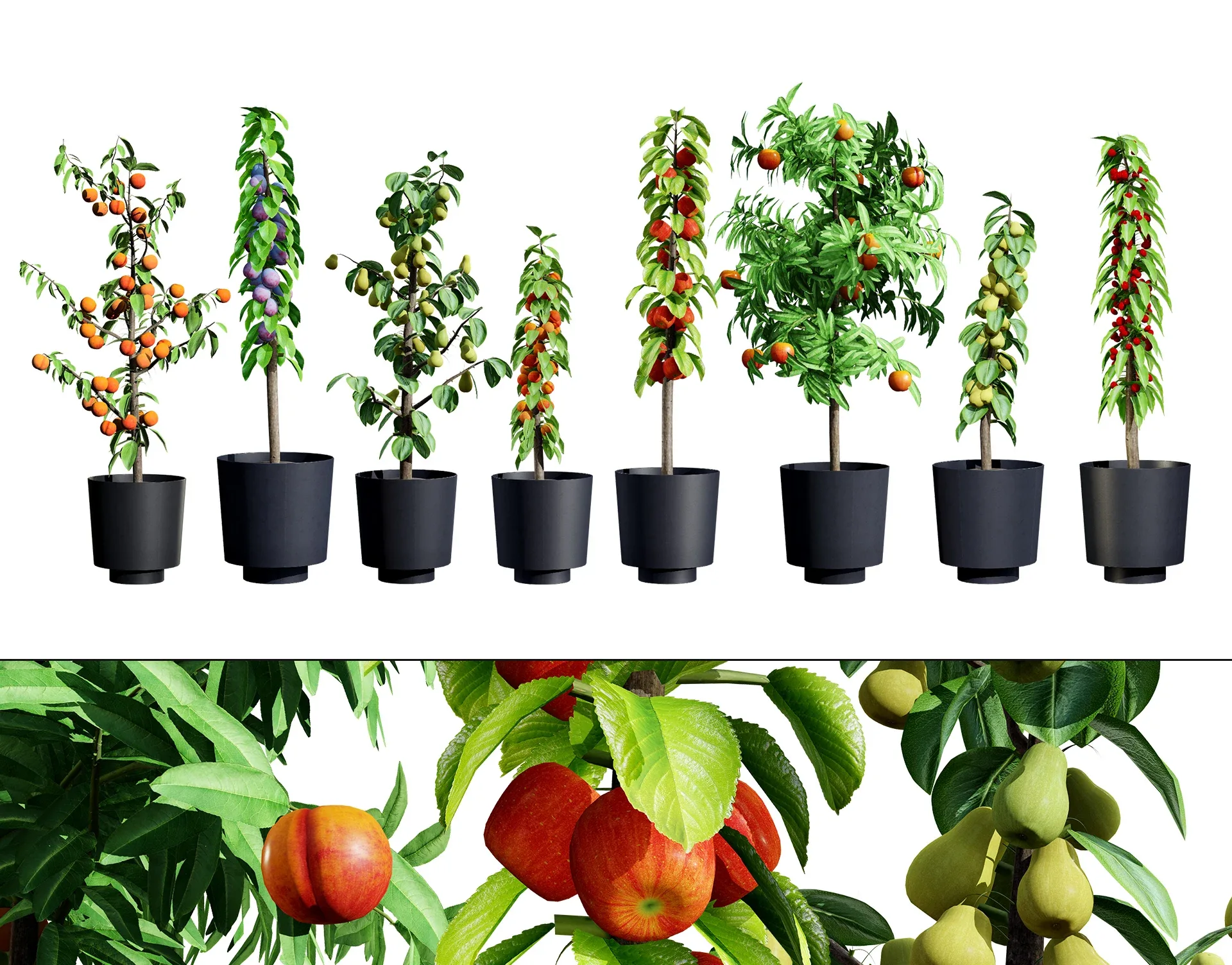 Columnar Fruit Trees