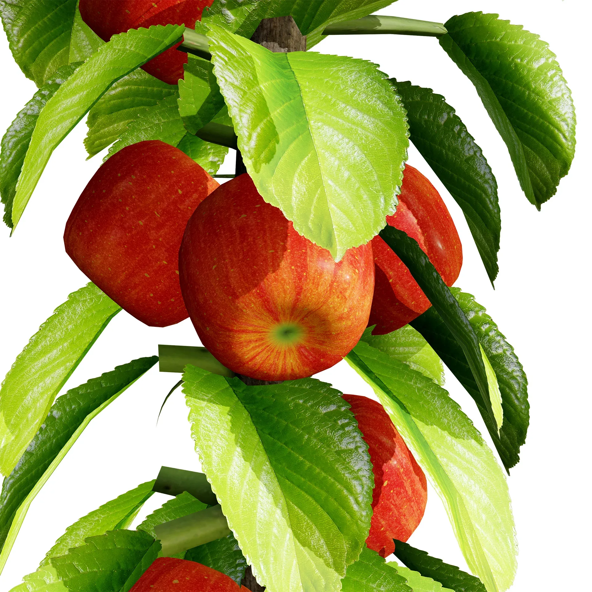 Columnar Fruit Trees