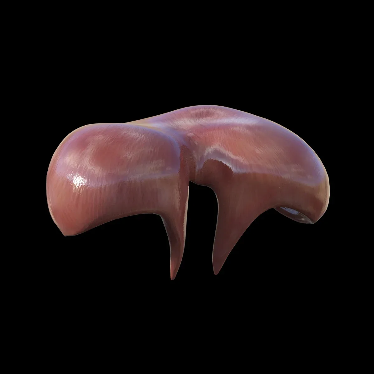 Diaphragm FlippedNormals