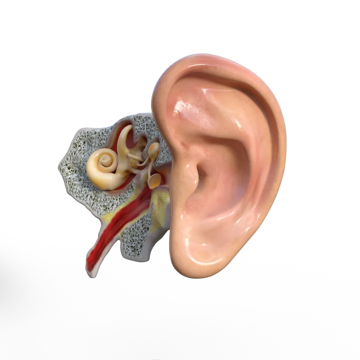 Ear Anatomy FlippedNormals