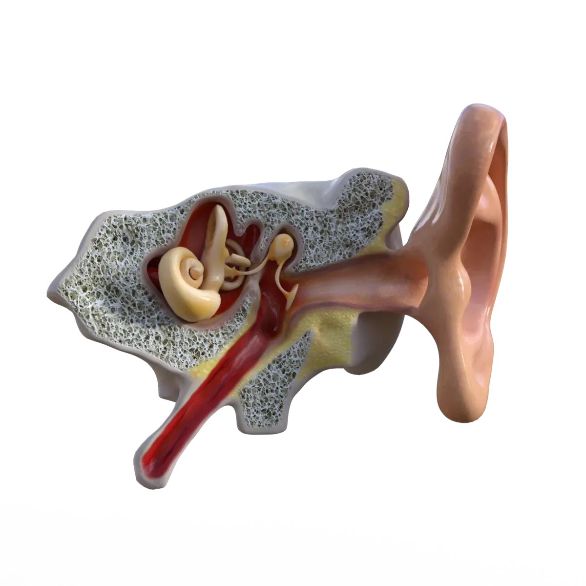 Ear Anatomy FlippedNormals