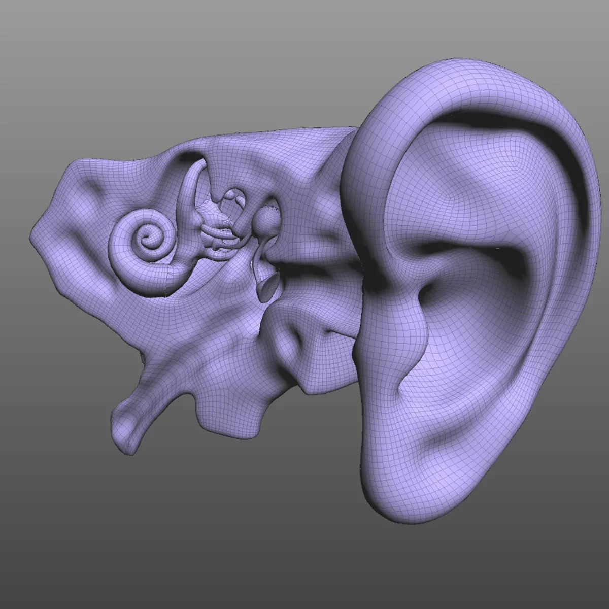 Ear Anatomy FlippedNormals