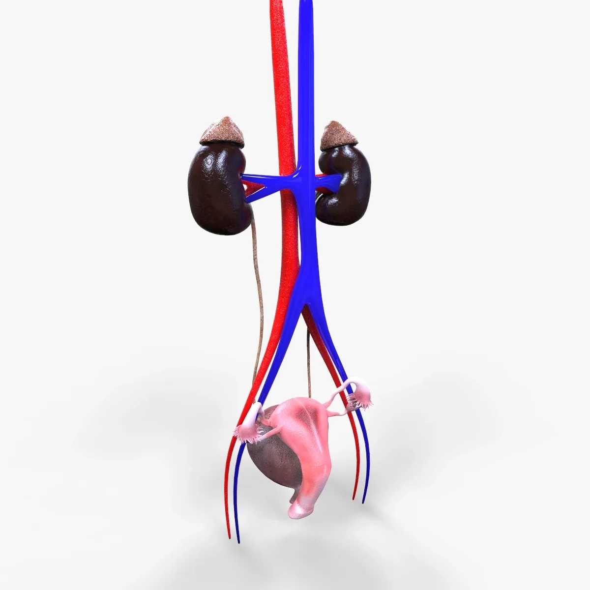 Male and Female Urinary System