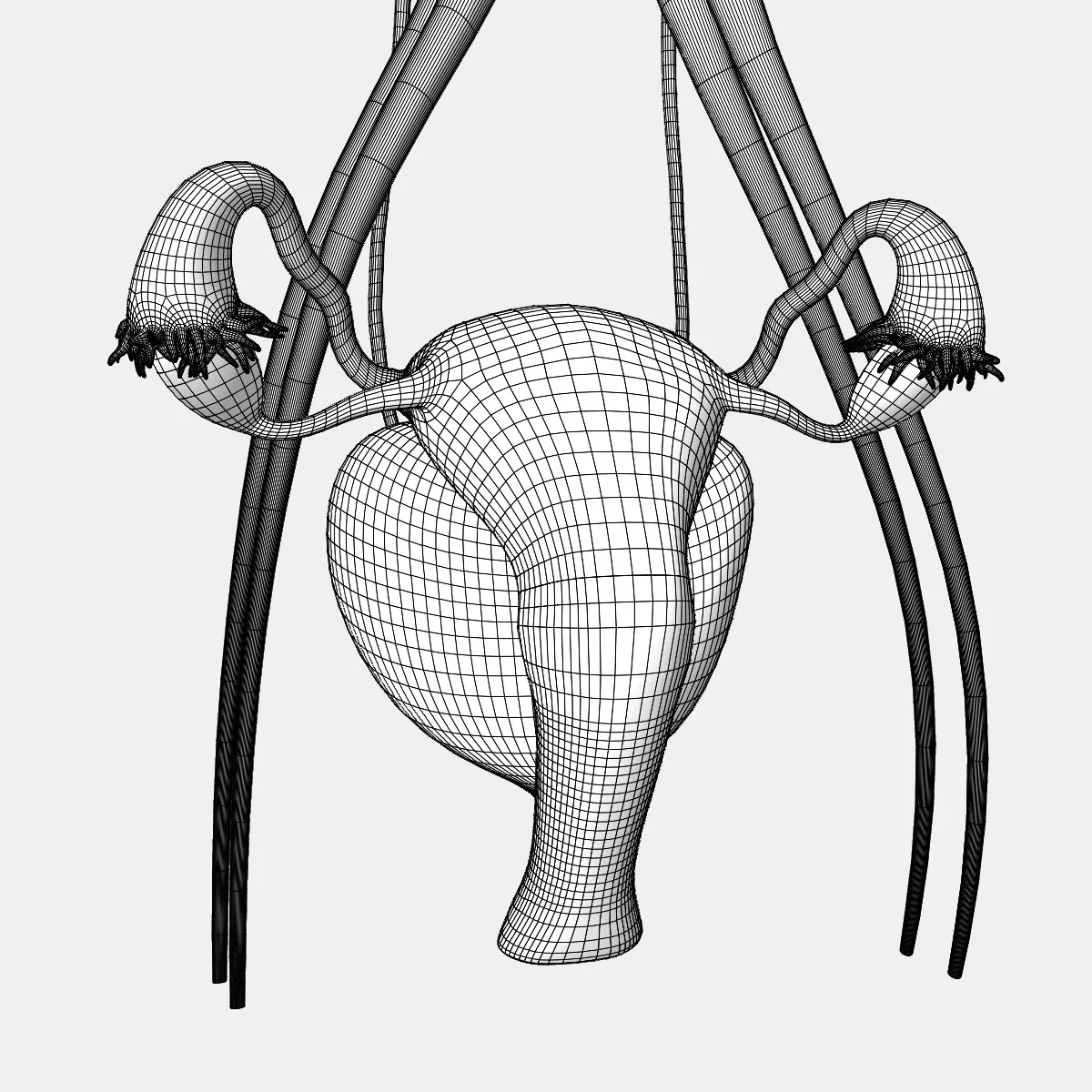 Male and Female Urinary System