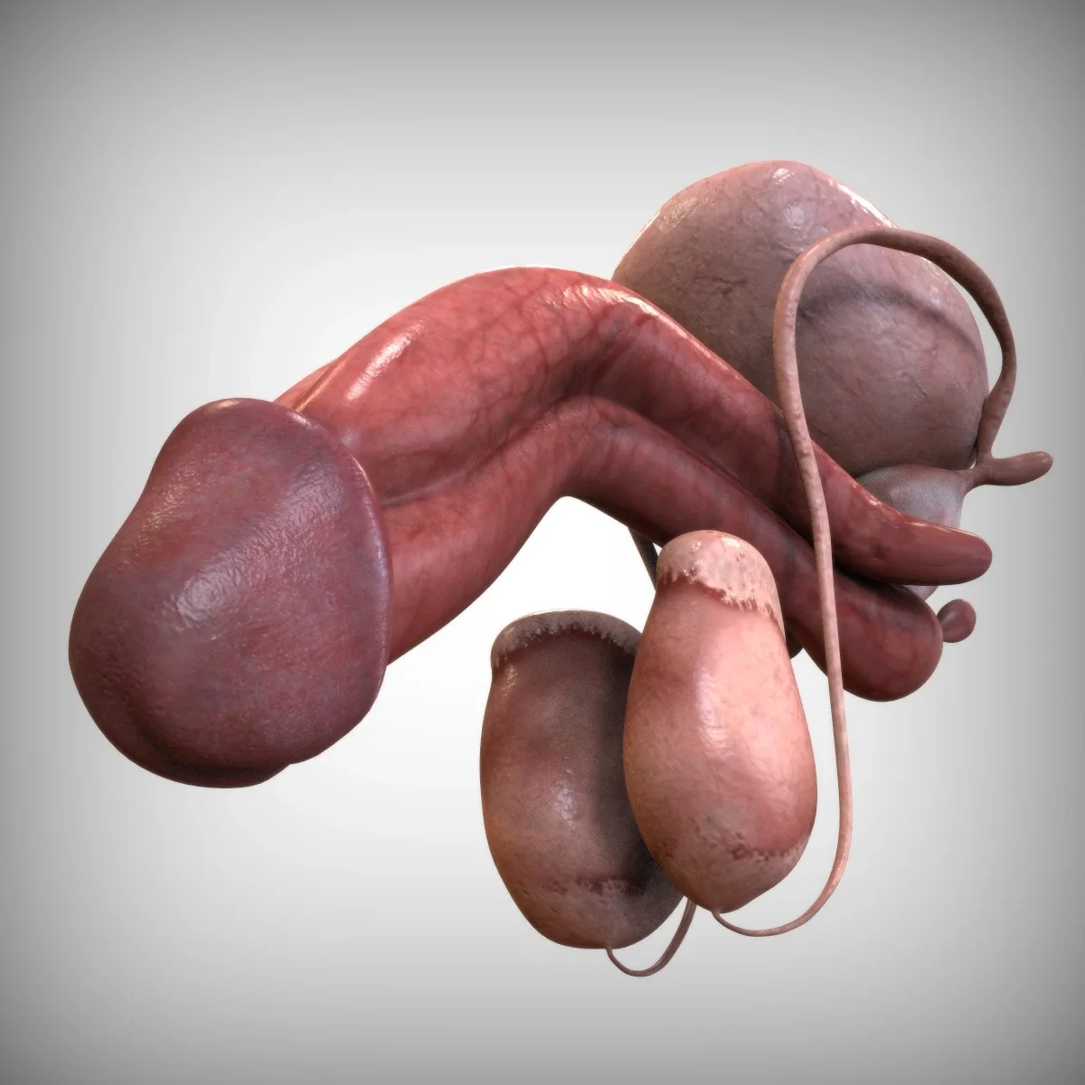 Male and Female Urinary System