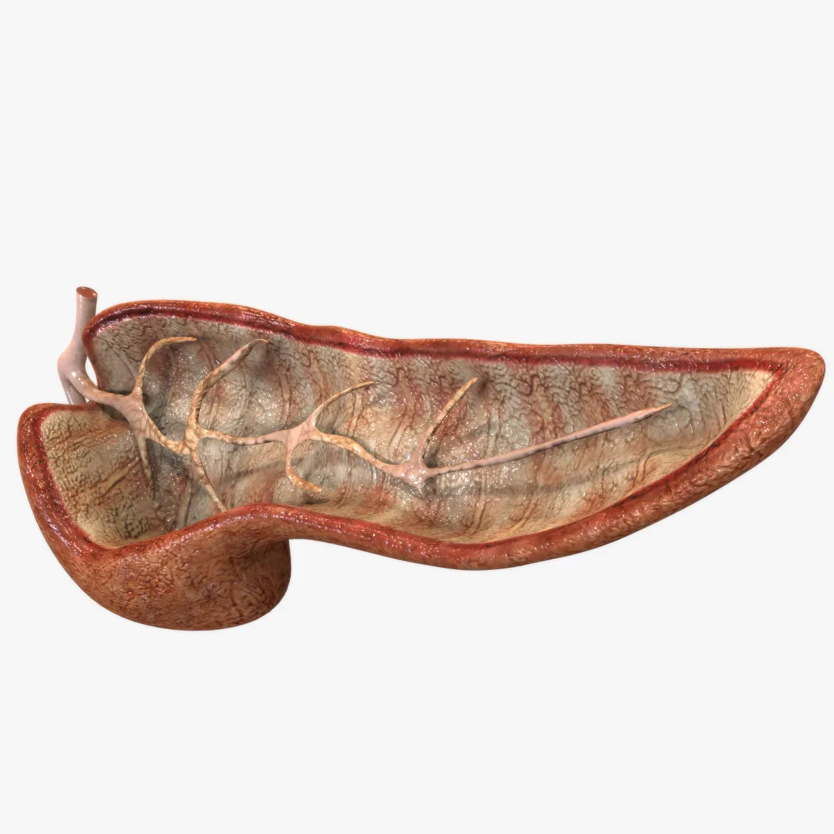 Pancreas Cutaway