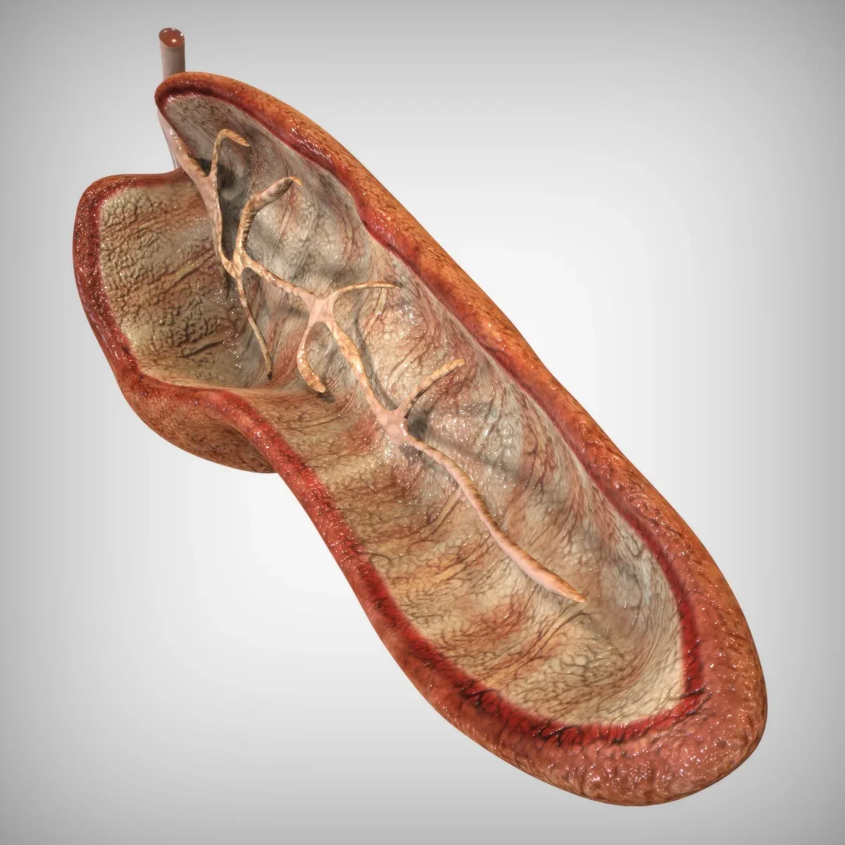 Pancreas Cutaway