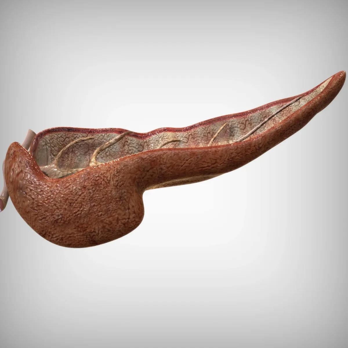 Pancreas Cutaway