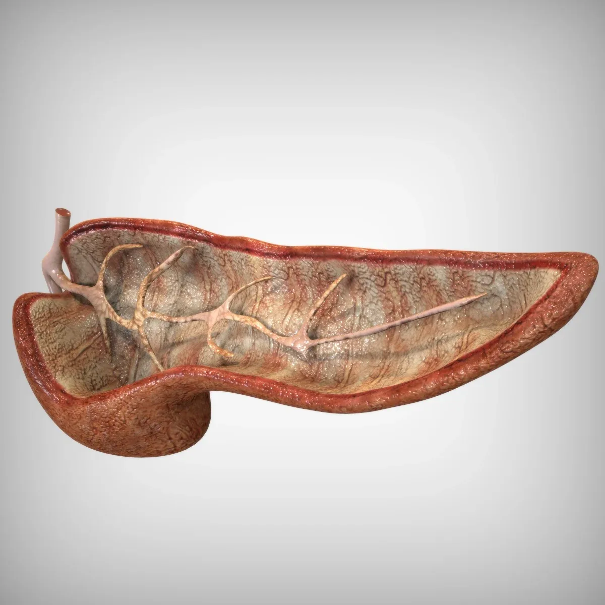 Pancreas Cutaway