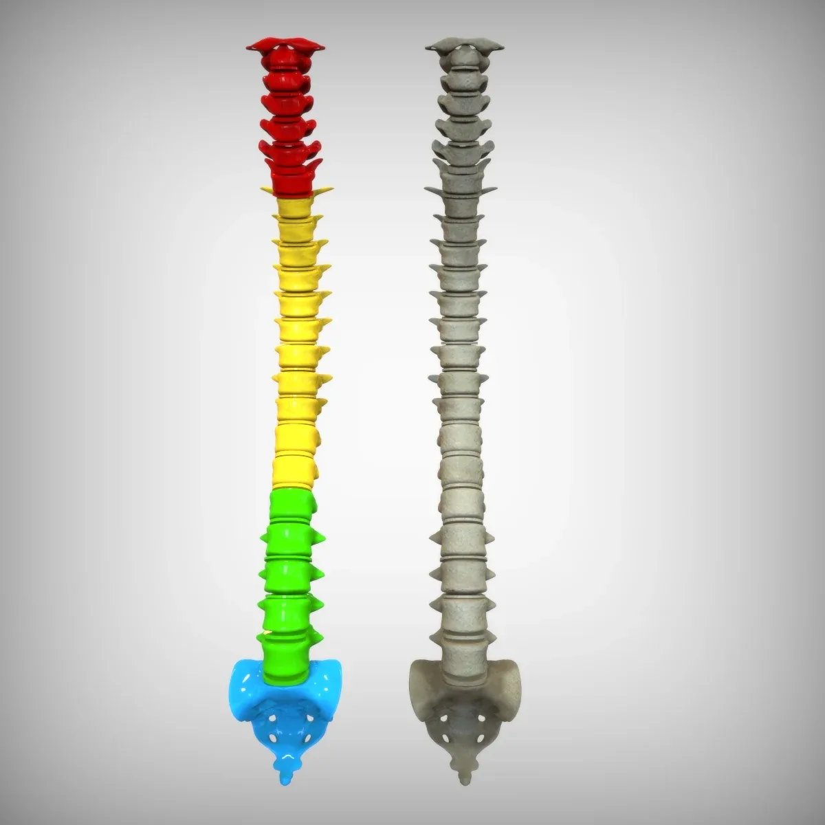 Human Spinal Column