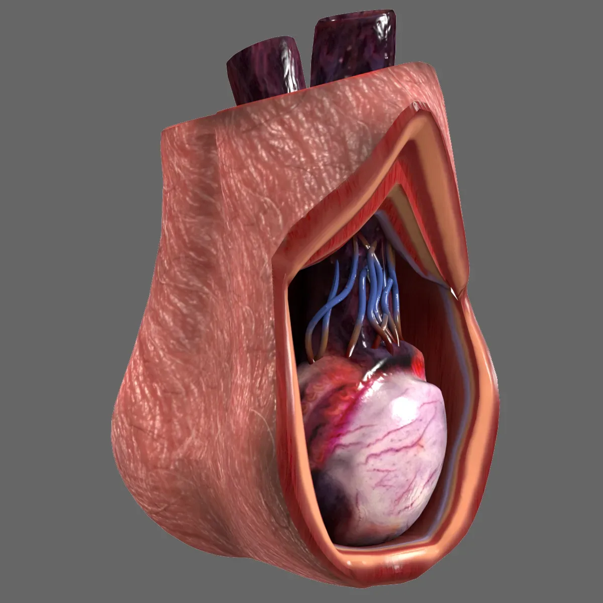 Male Testicle