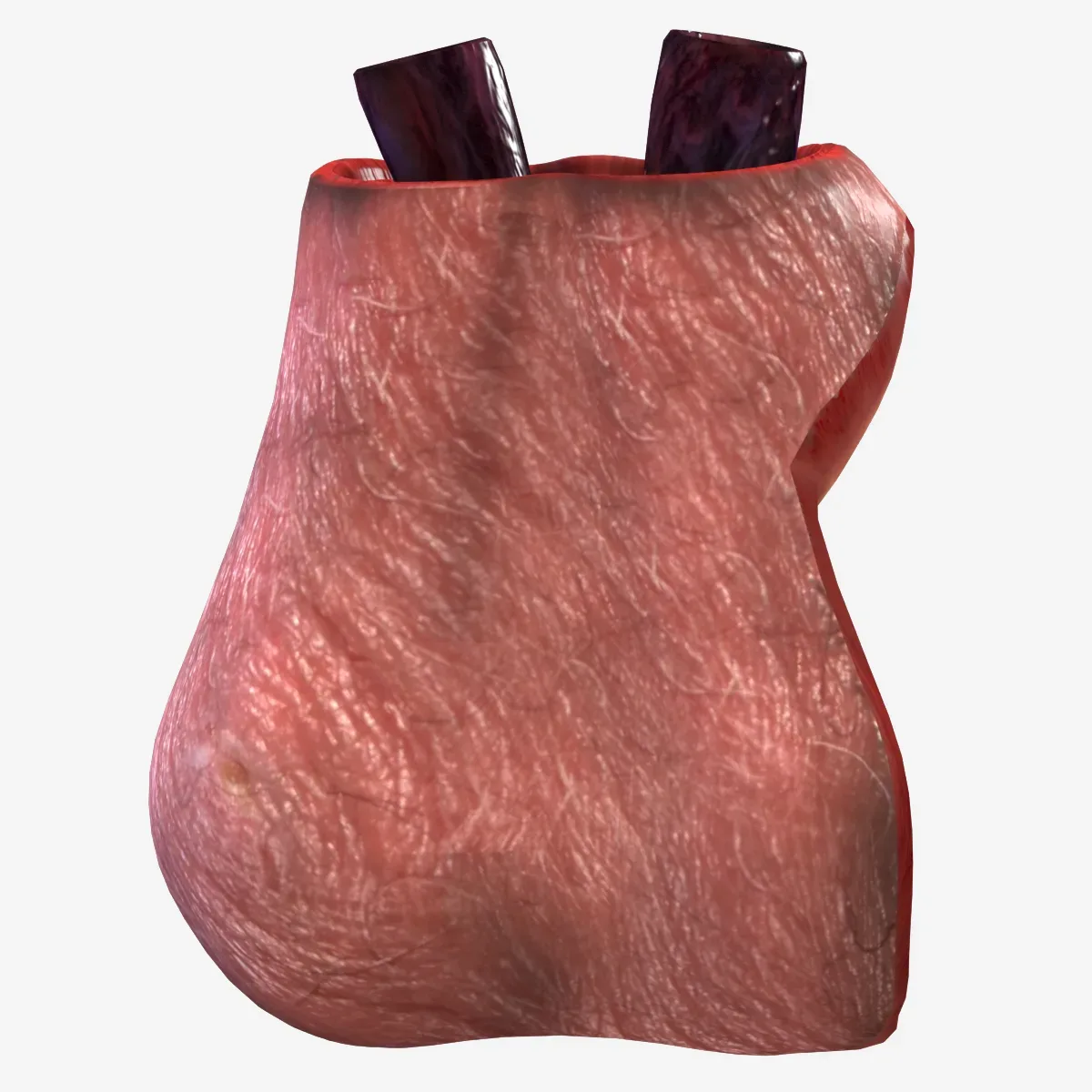 Male Testicle