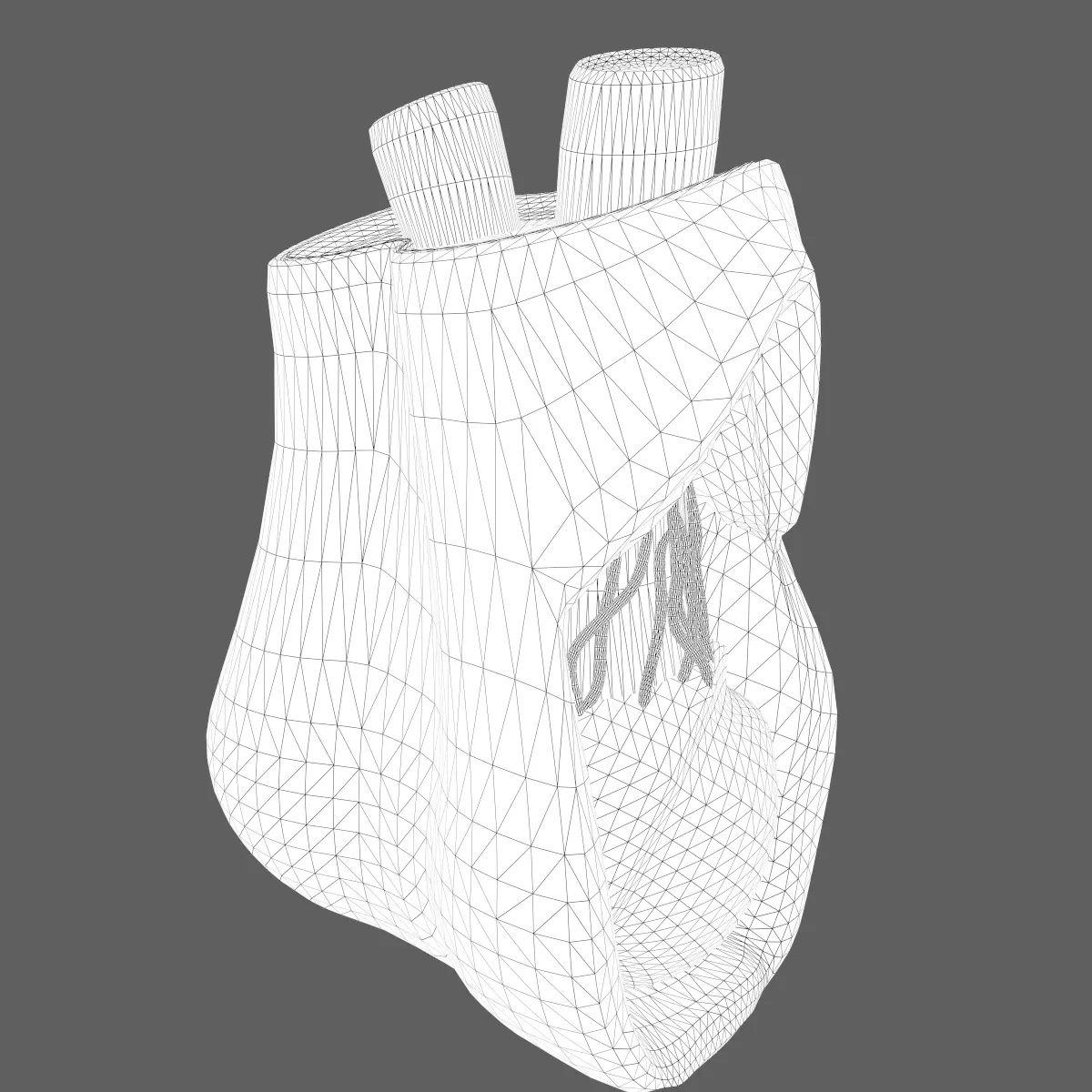 Male Testicle