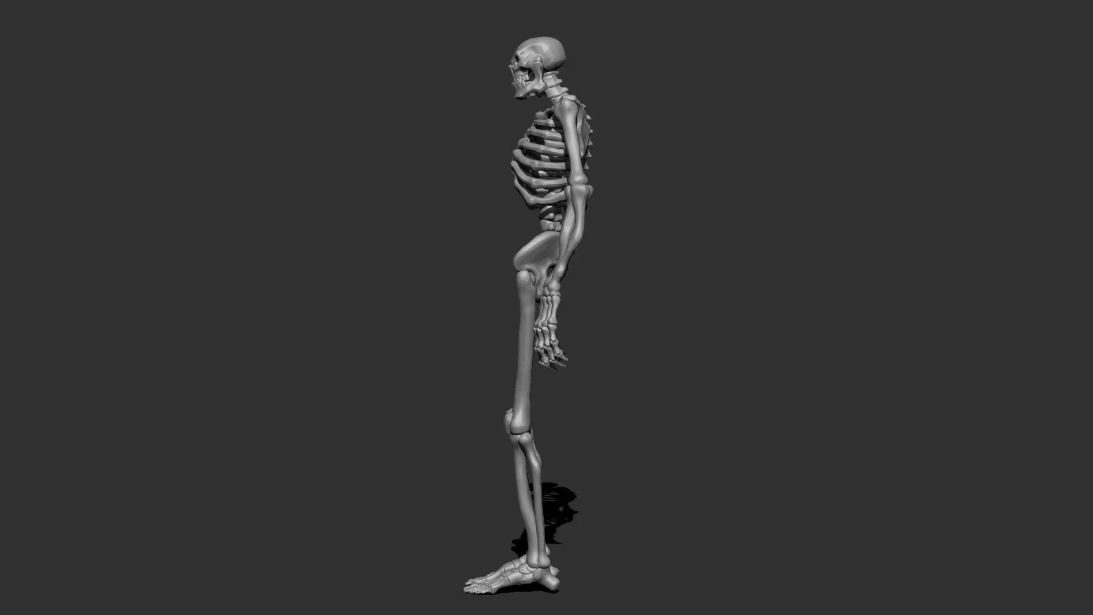 Stylized Skeleton