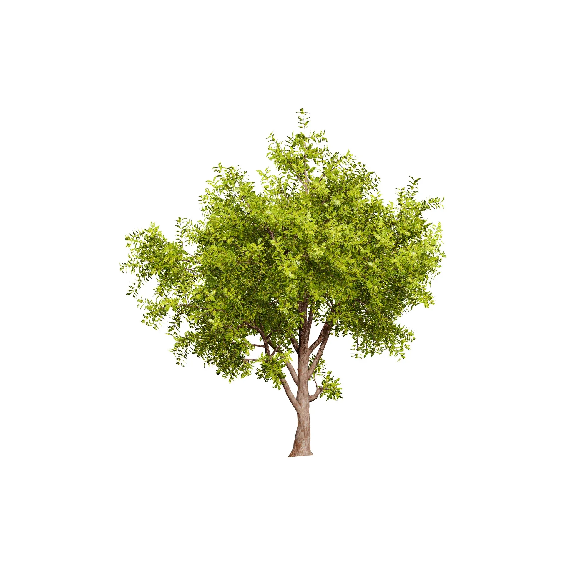 High-Quality Neem Tree Model