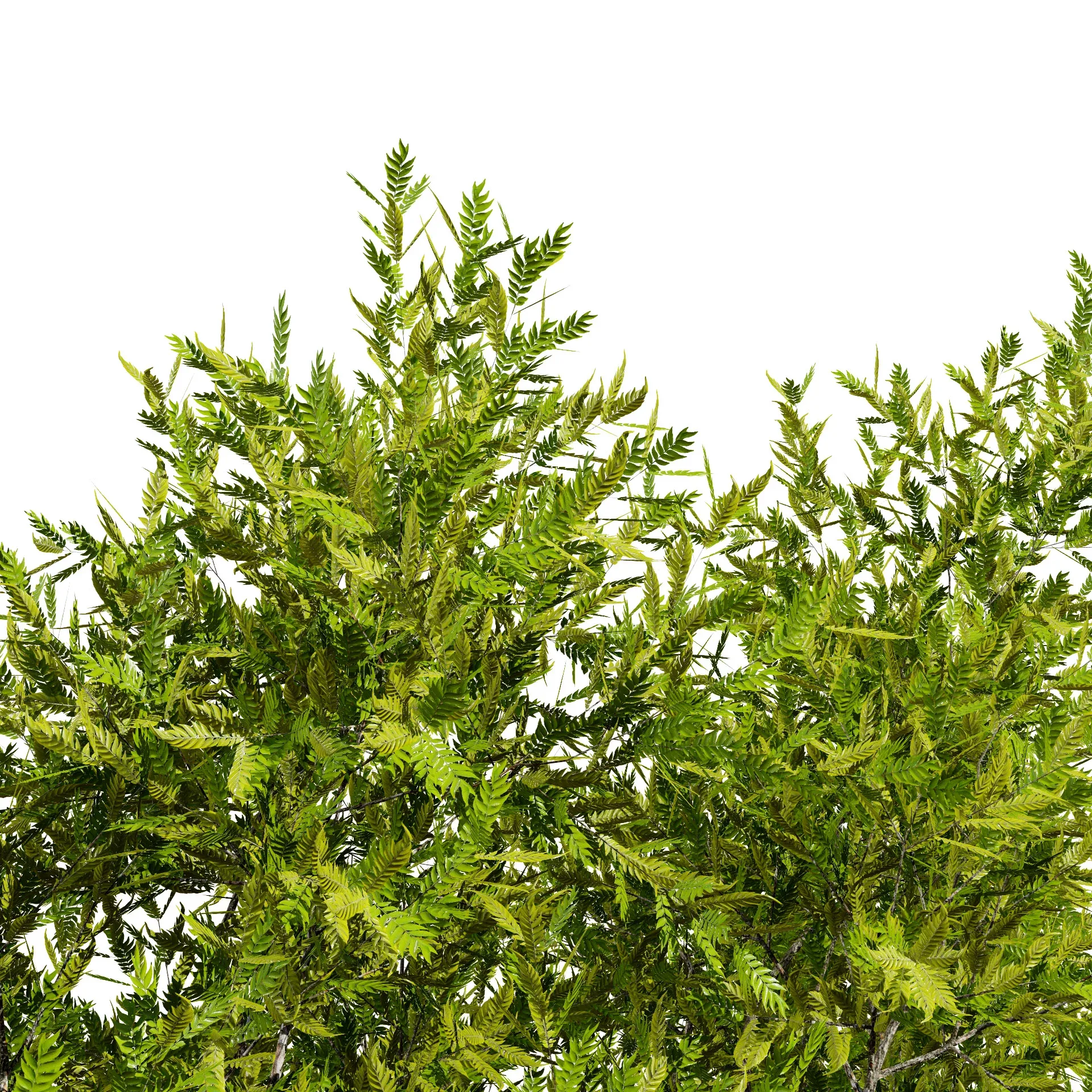 High-Quality Neem Tree Model