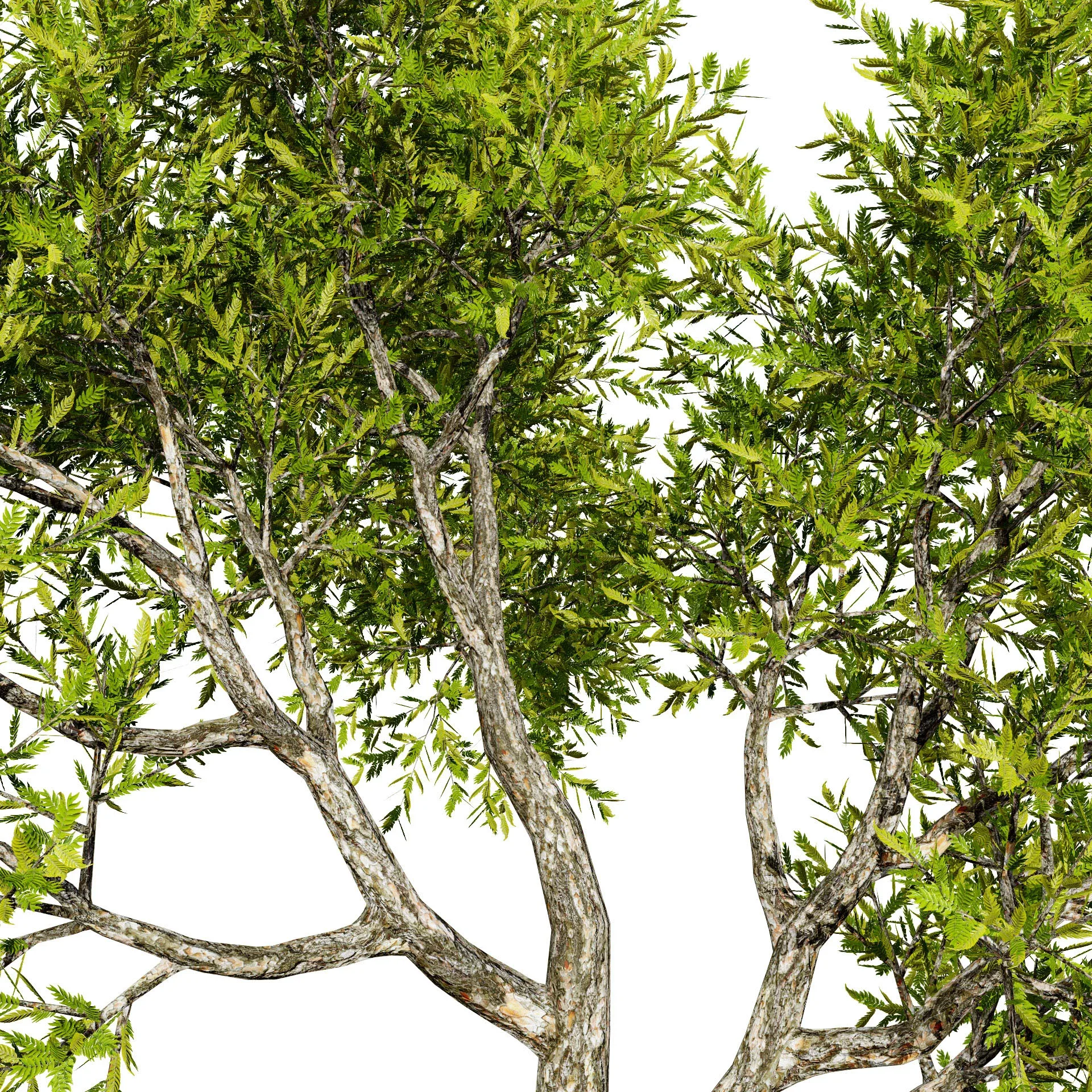 High-Quality Neem Tree Model