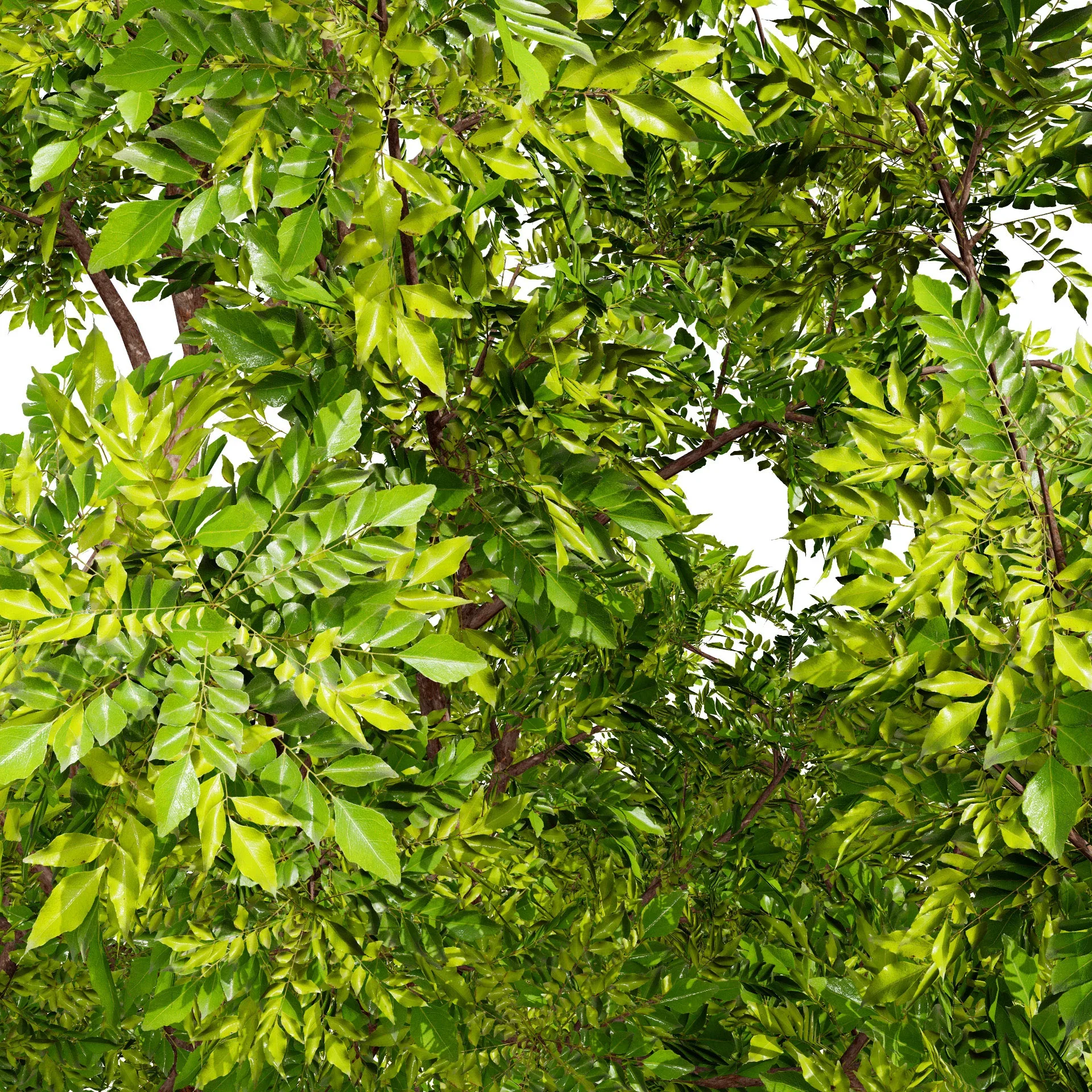 High-Quality Neem Tree Model