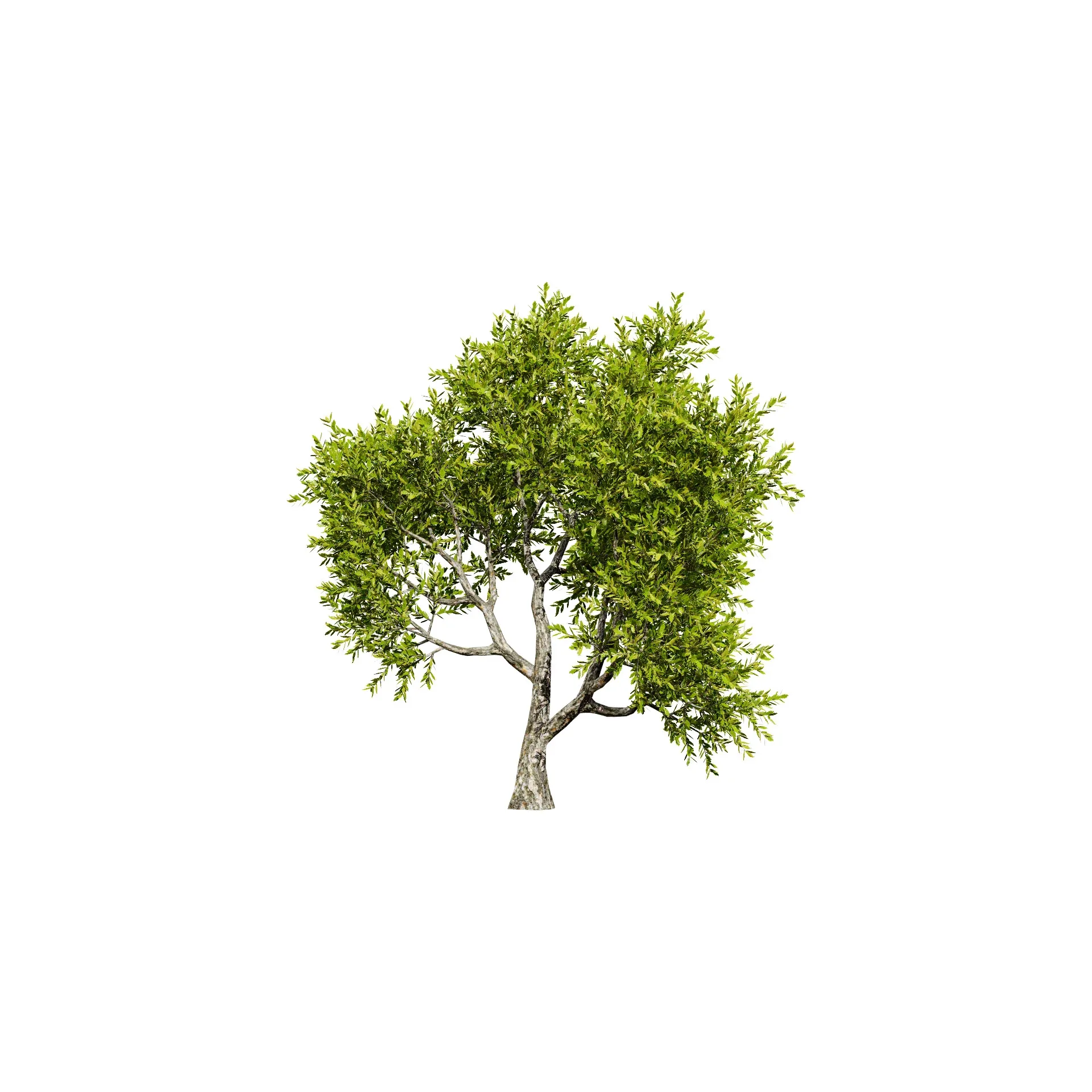 High-Quality Neem Tree Model