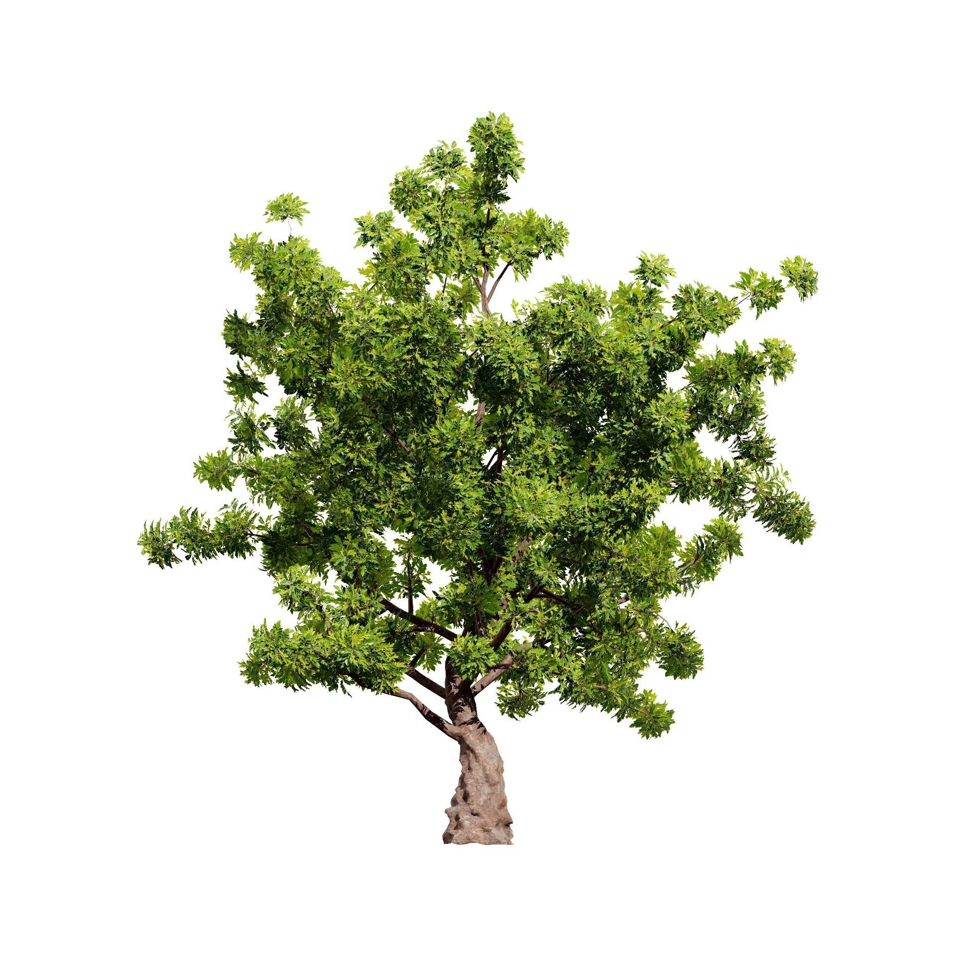 High-Quality Neem Tree Model