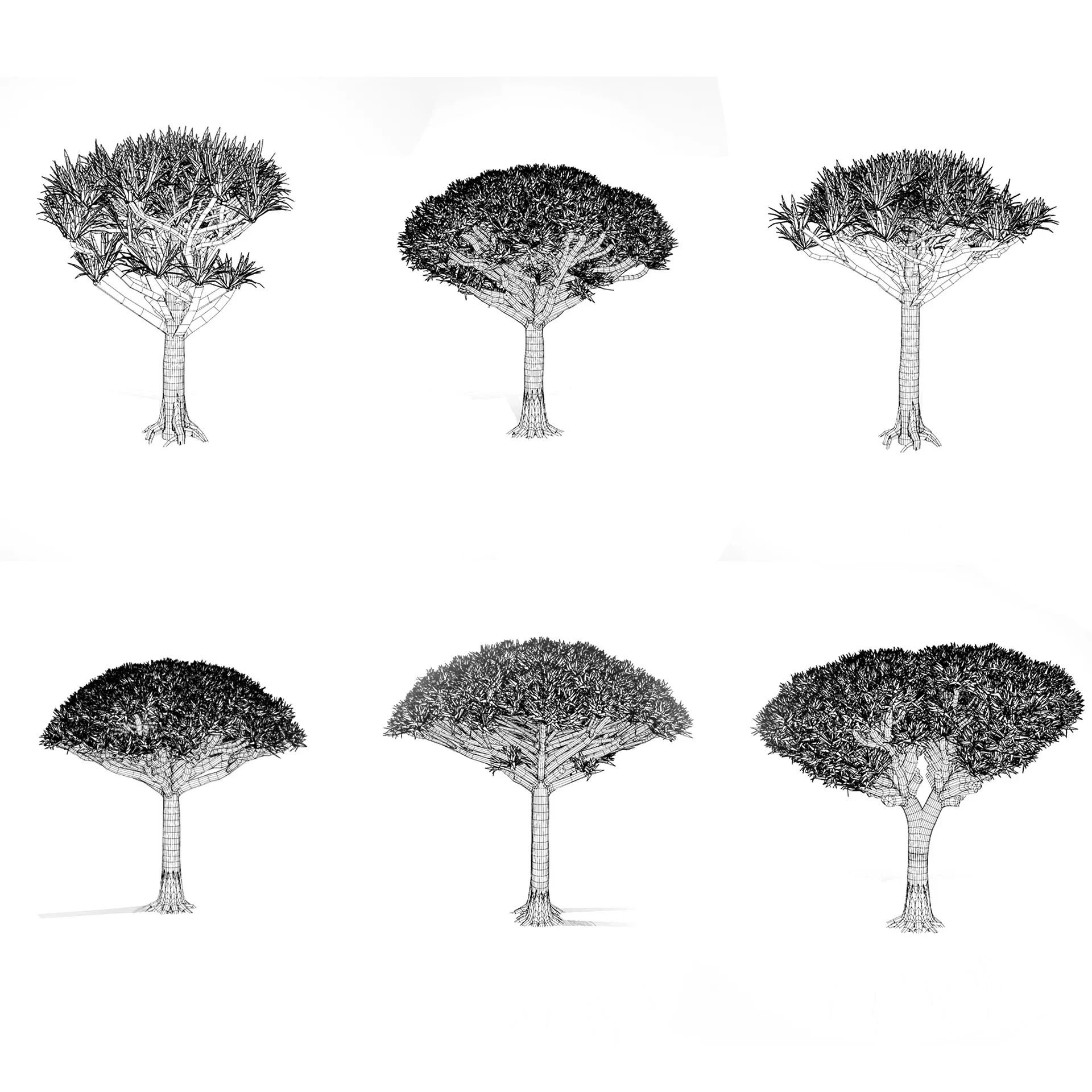 Dragon Blood Tree 3D Model