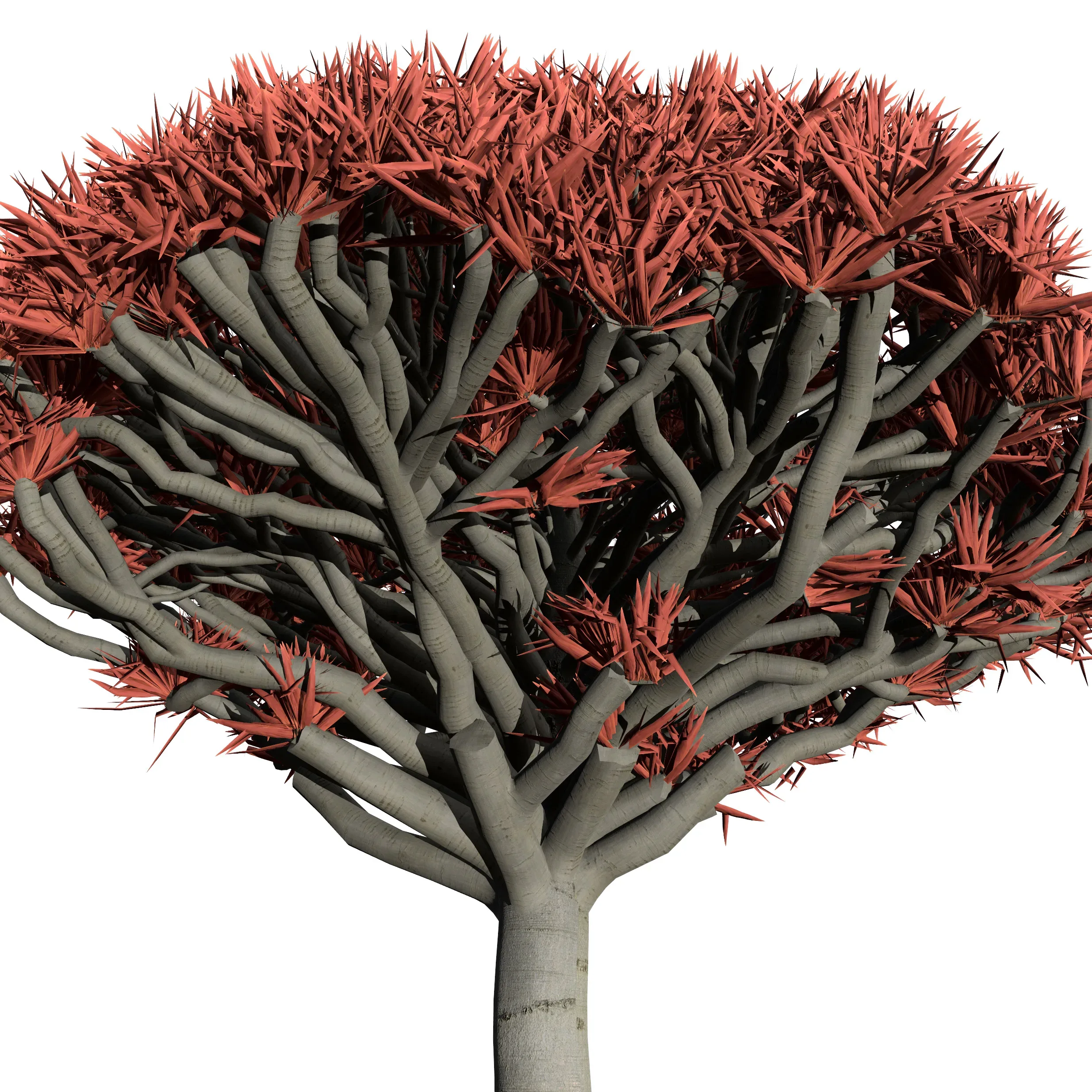 Dragon Blood Tree 3D Model