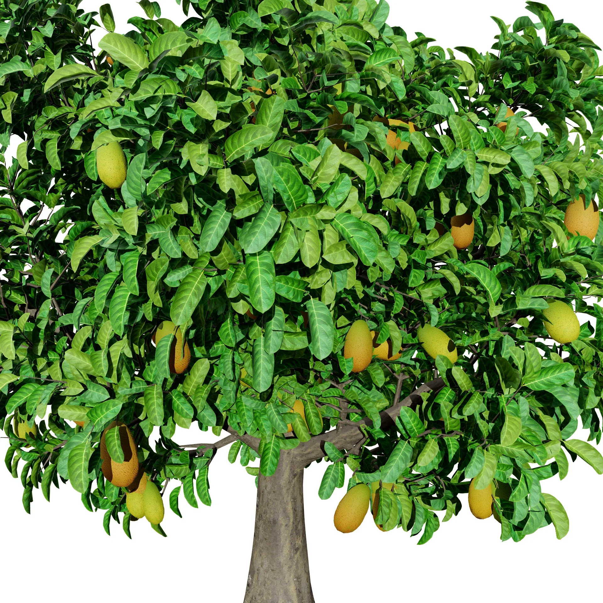 Jackfruit Tree 3D Model