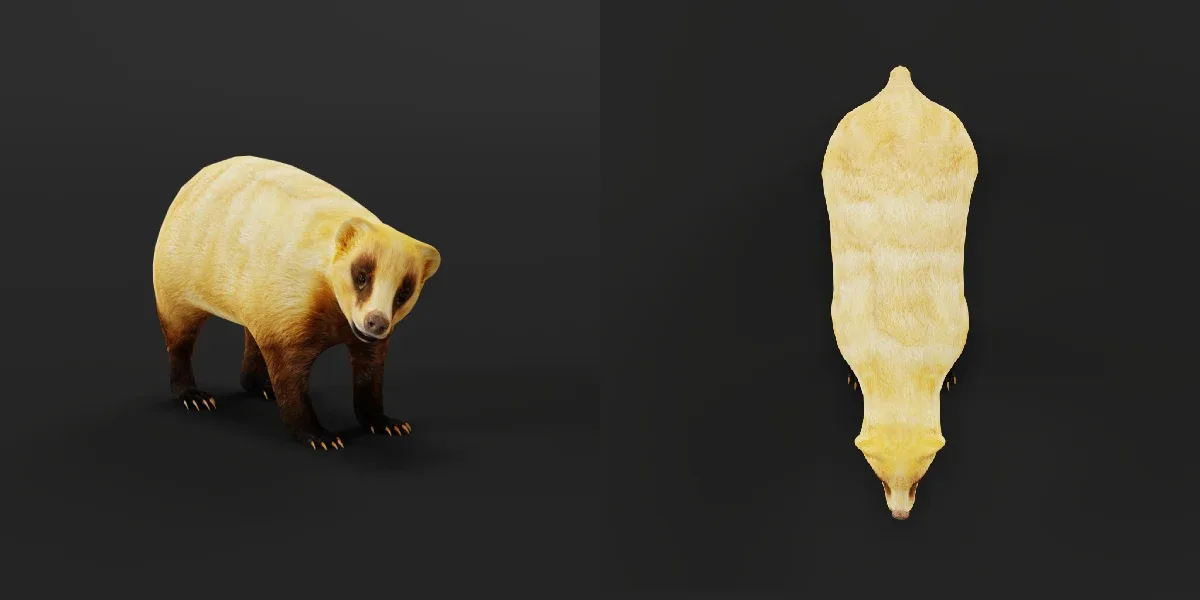 Japanese Badger