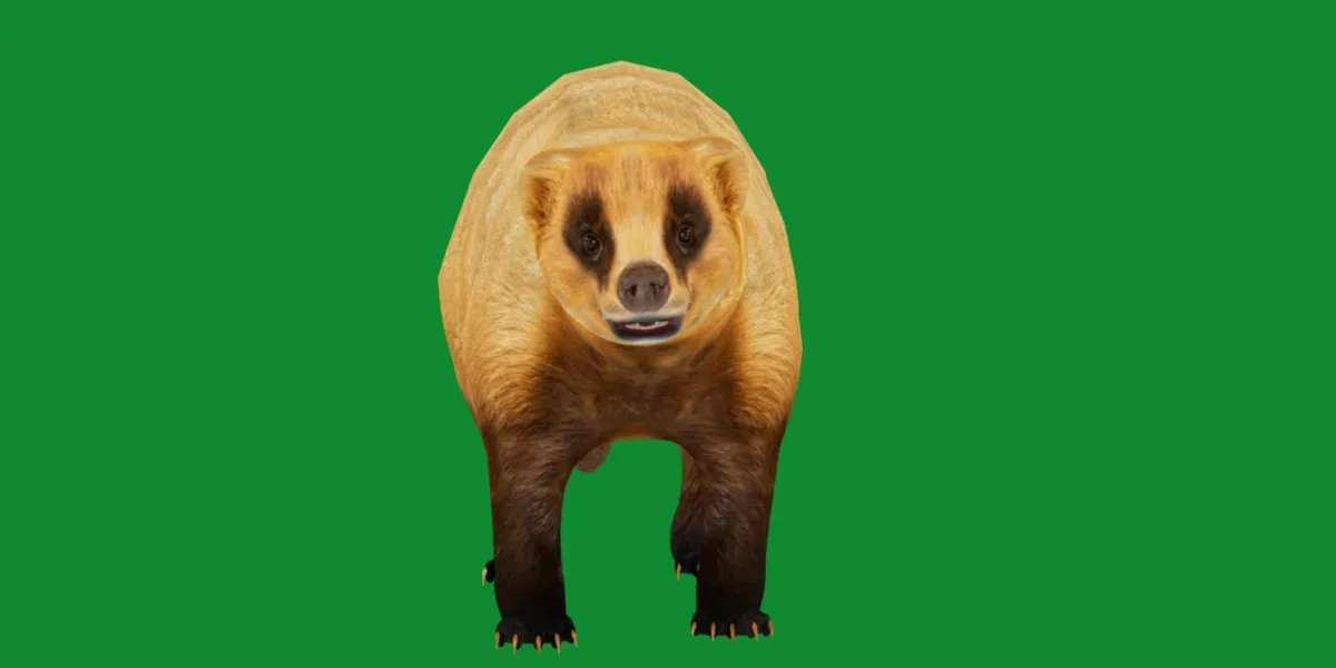 Japanese Badger