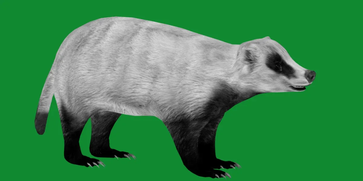 Japanese Badger
