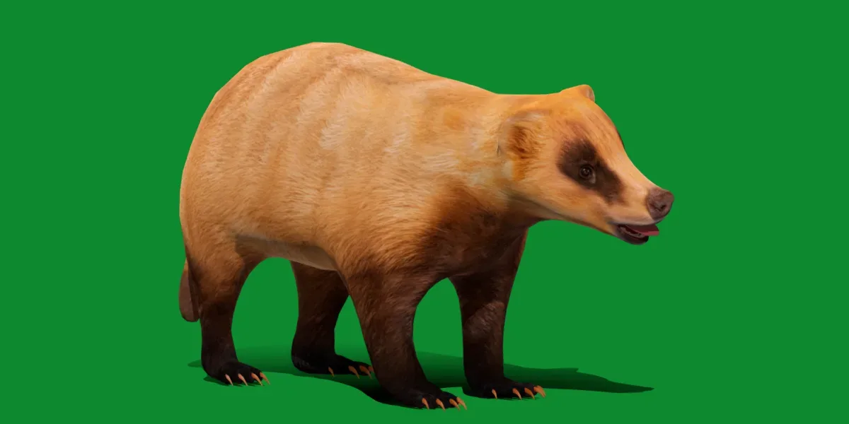 Japanese Badger