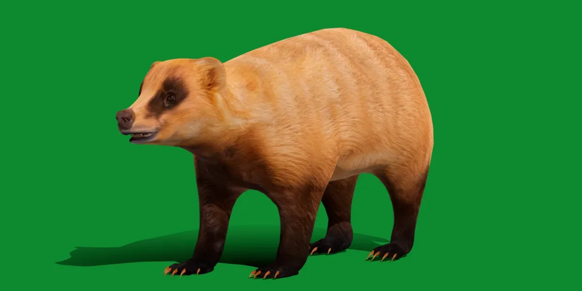 Japanese Badger