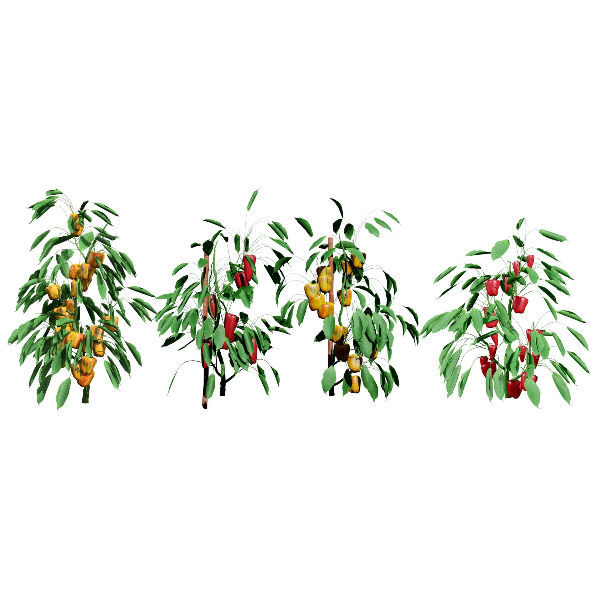 Realistic 3D Capsicum Plant