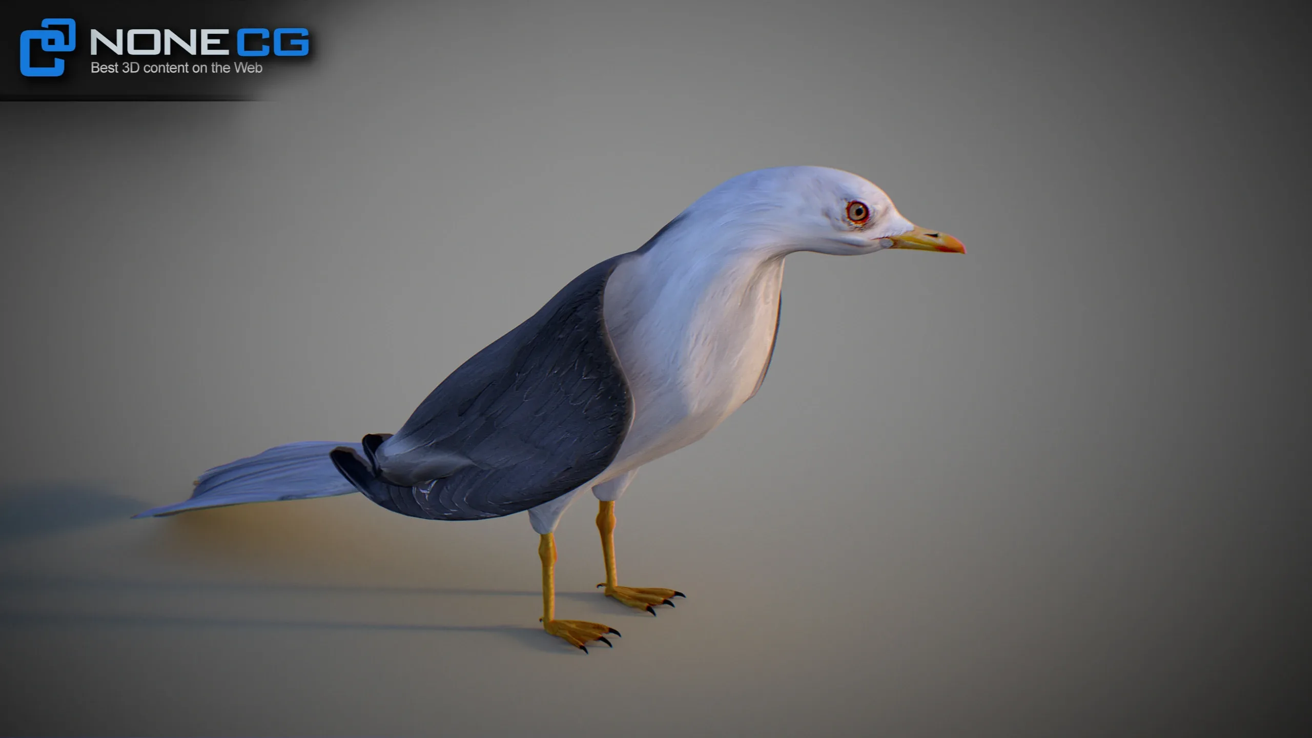 Animated Seagull