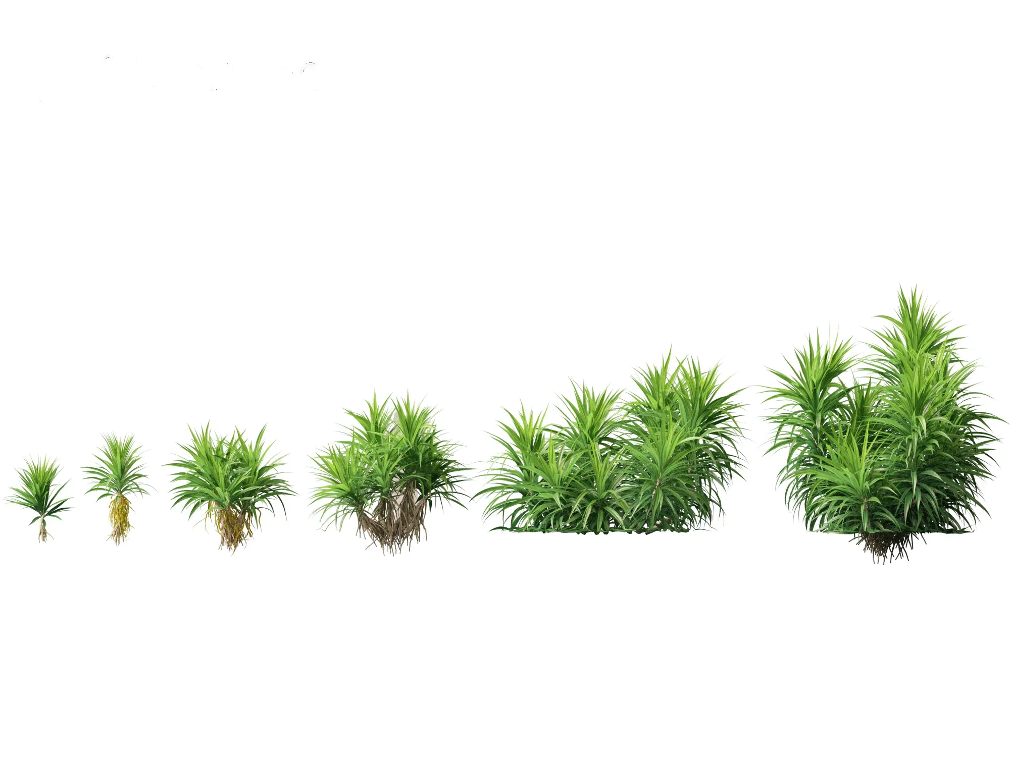 Pandanus amaryllifolius Pandan FlippedNormals