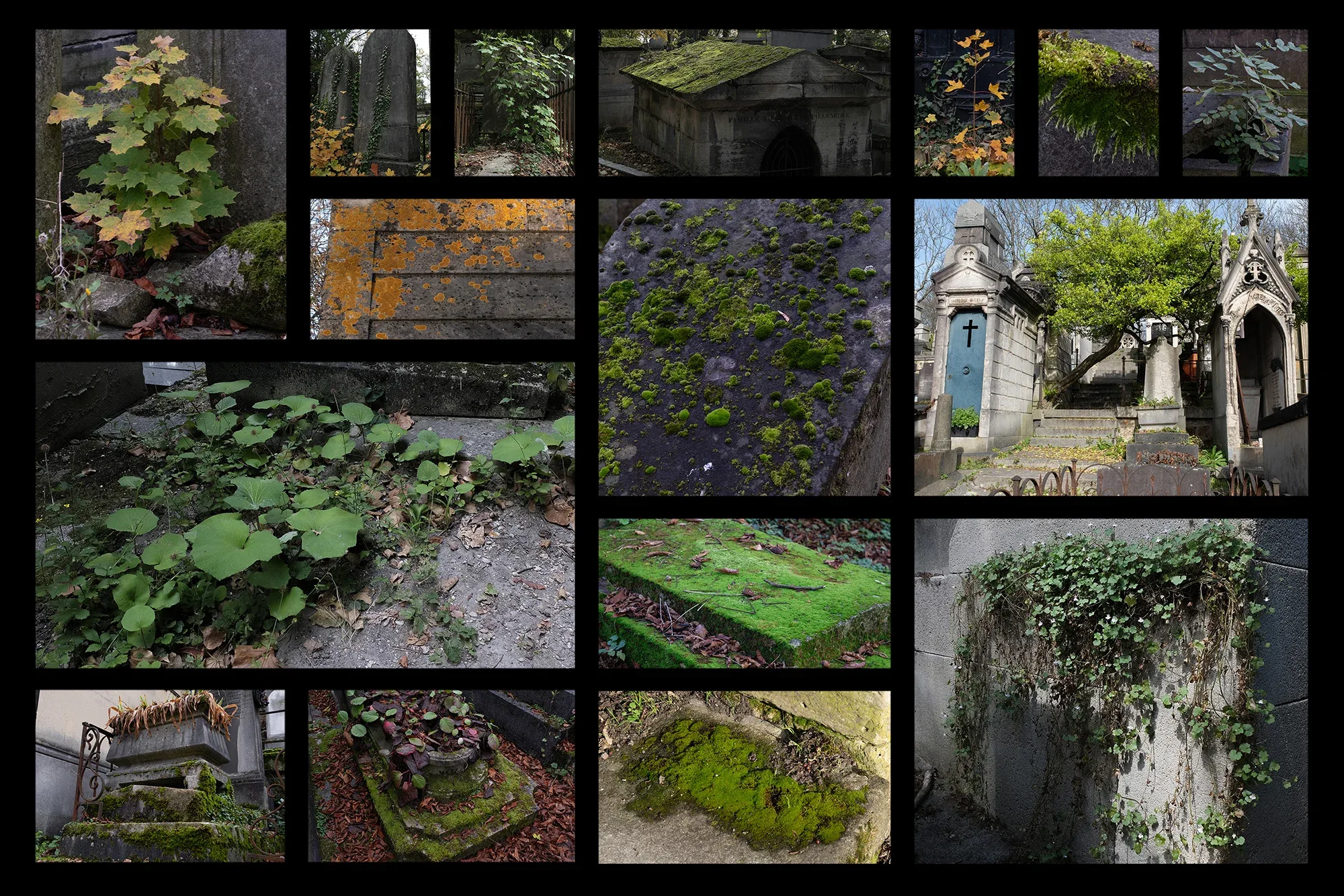 Vegetation Cemetery