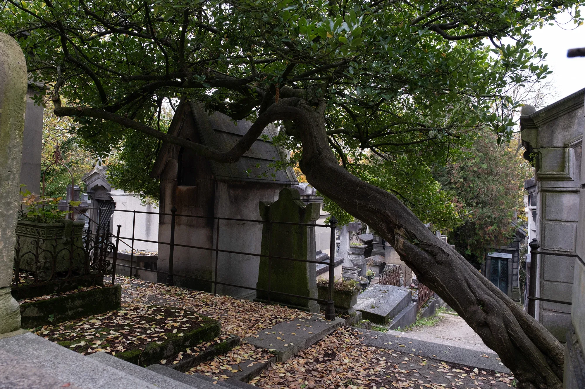 Vegetation Cemetery
