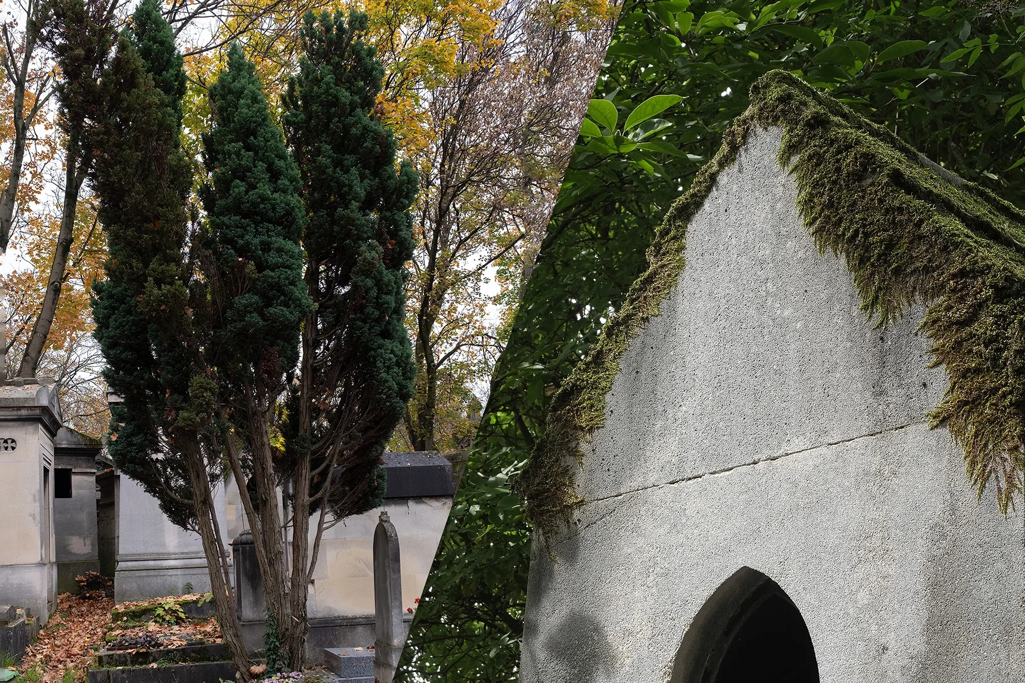 Vegetation Cemetery