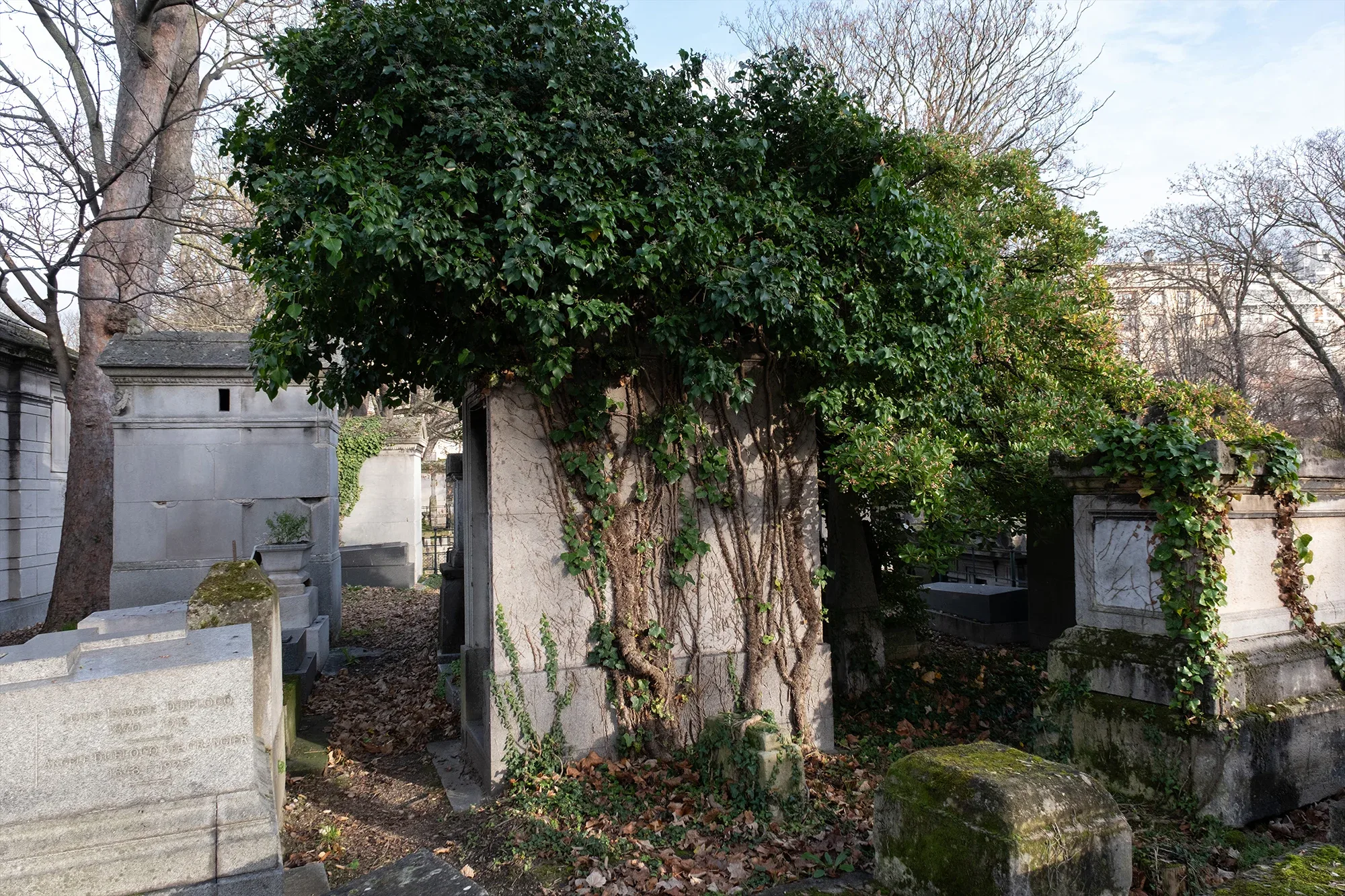 Vegetation Cemetery