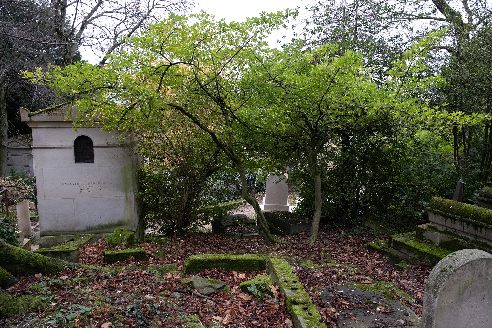 Vegetation Cemetery