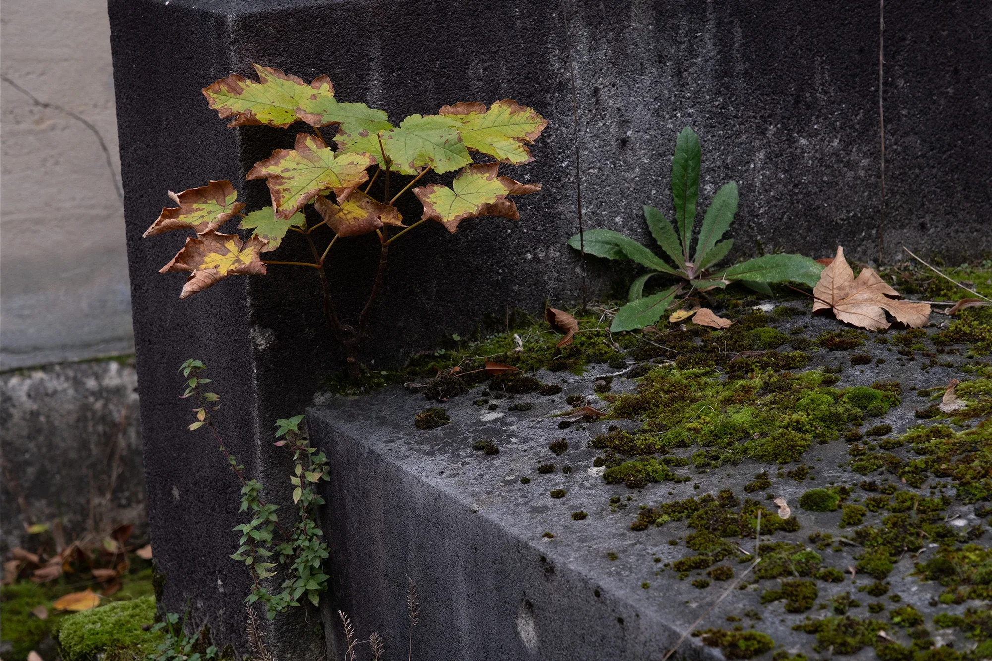 Vegetation Cemetery