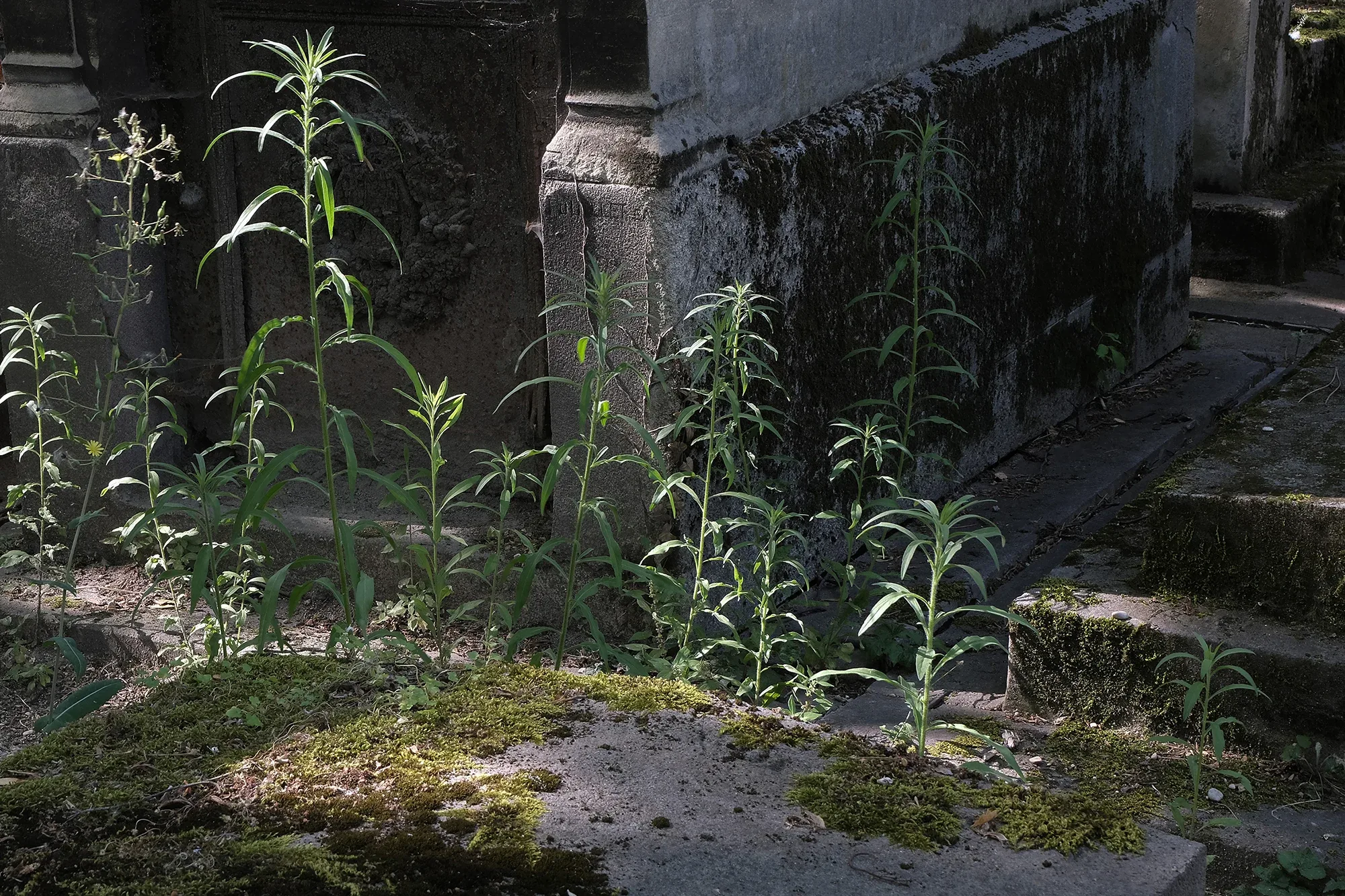 Vegetation Cemetery