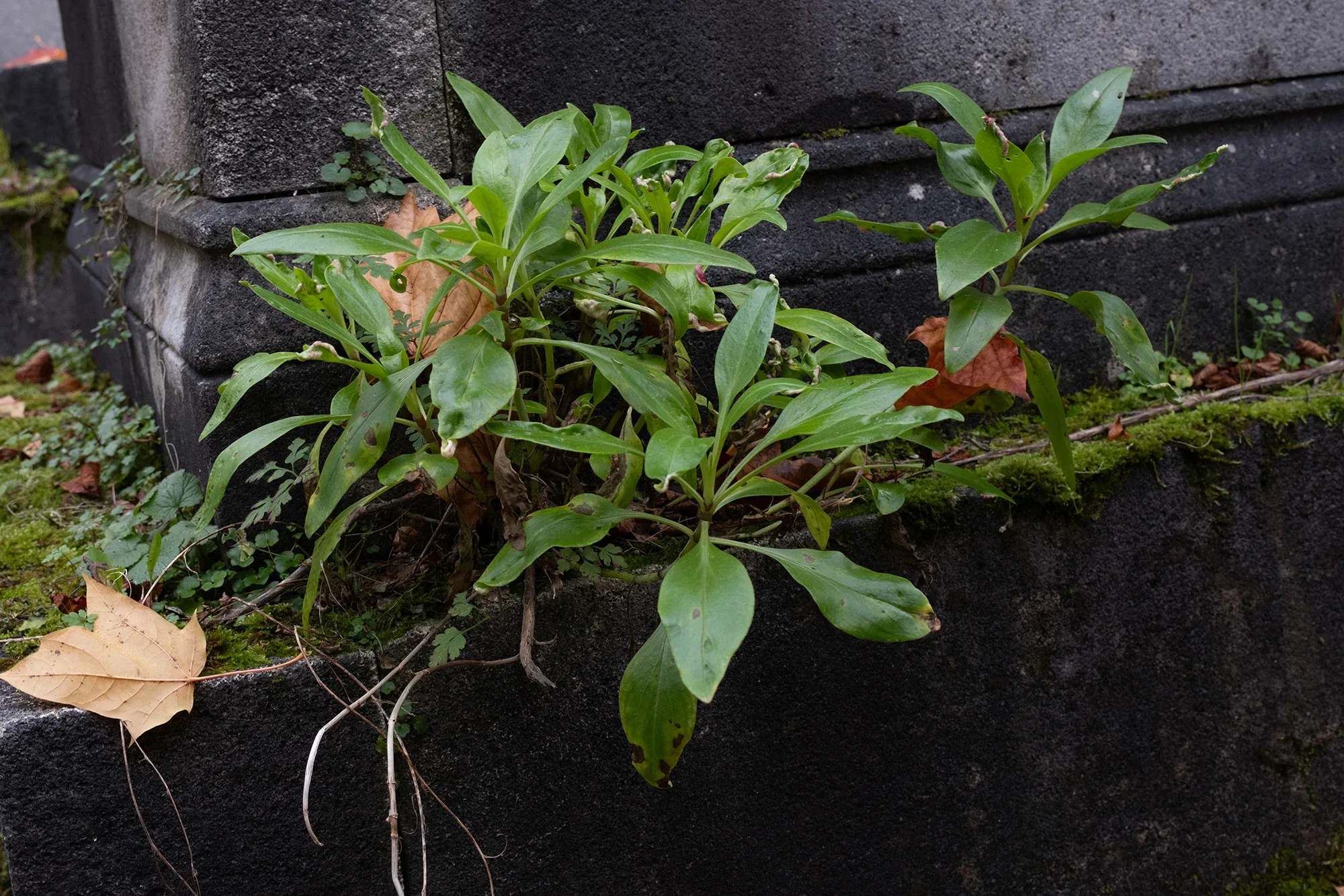 Vegetation Cemetery