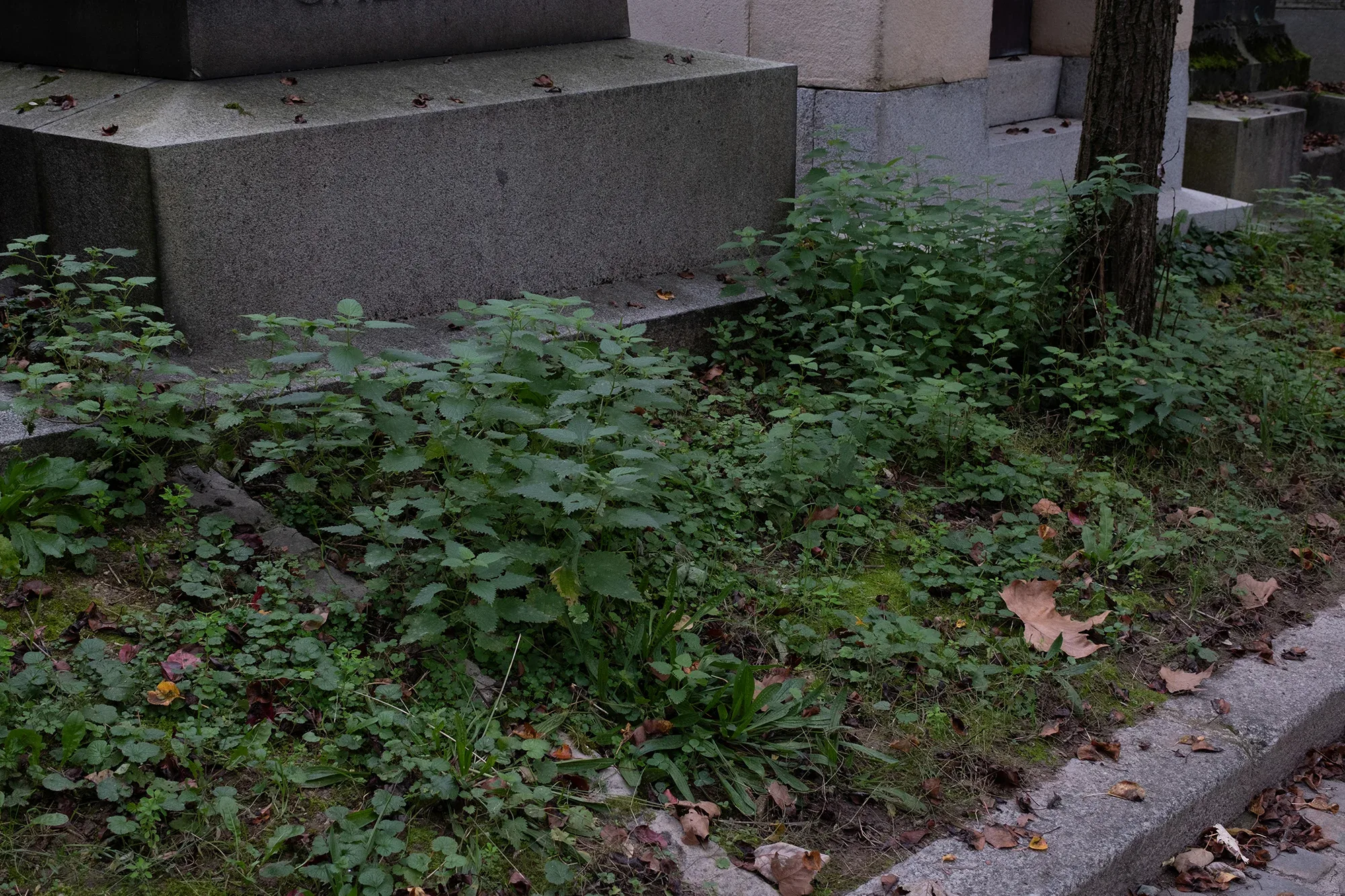 Vegetation Cemetery