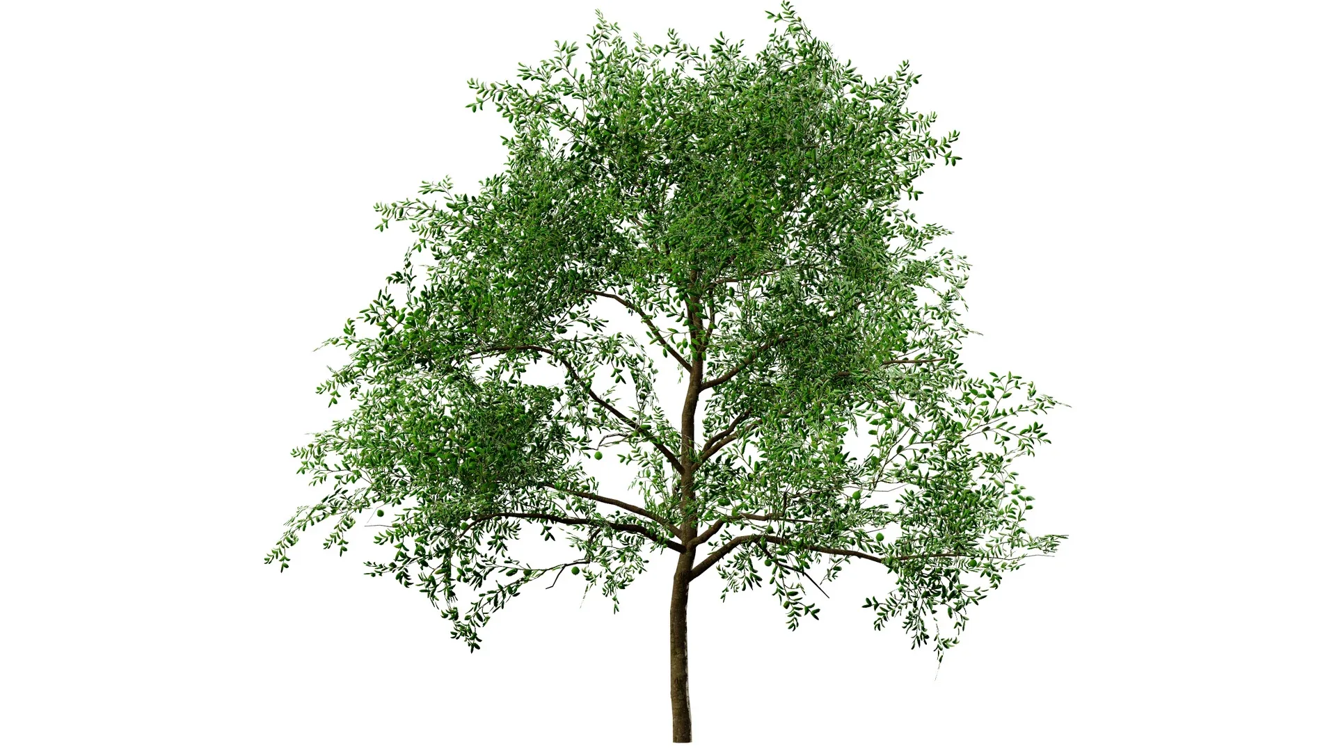 Game-Ready Guava Tree